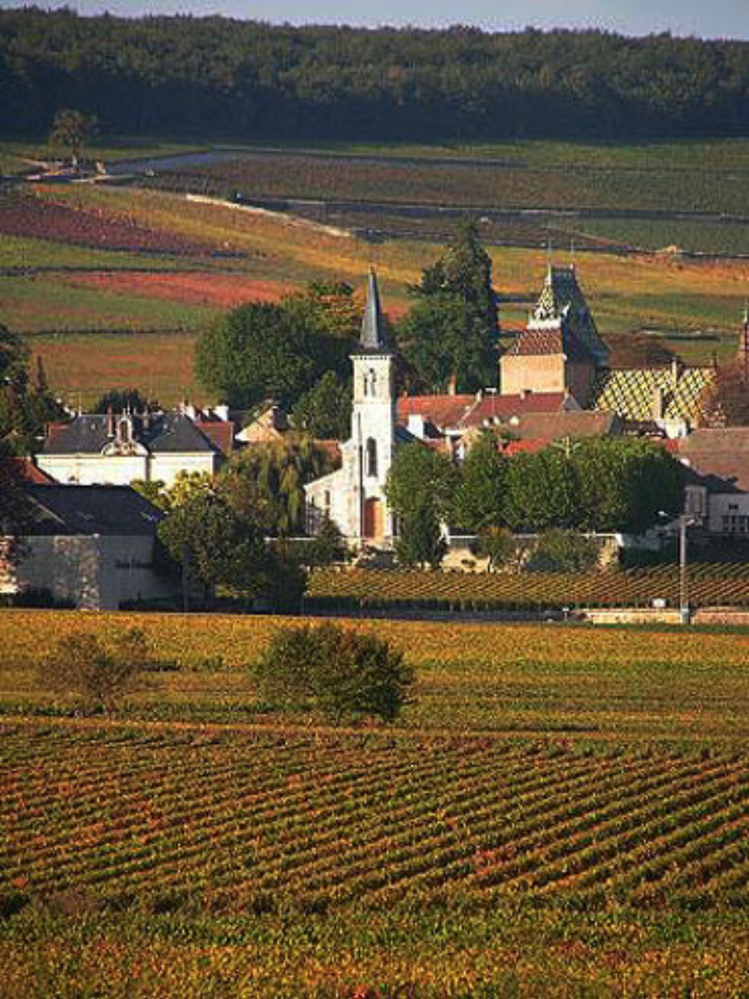 Domaine Follin-Arbelet
