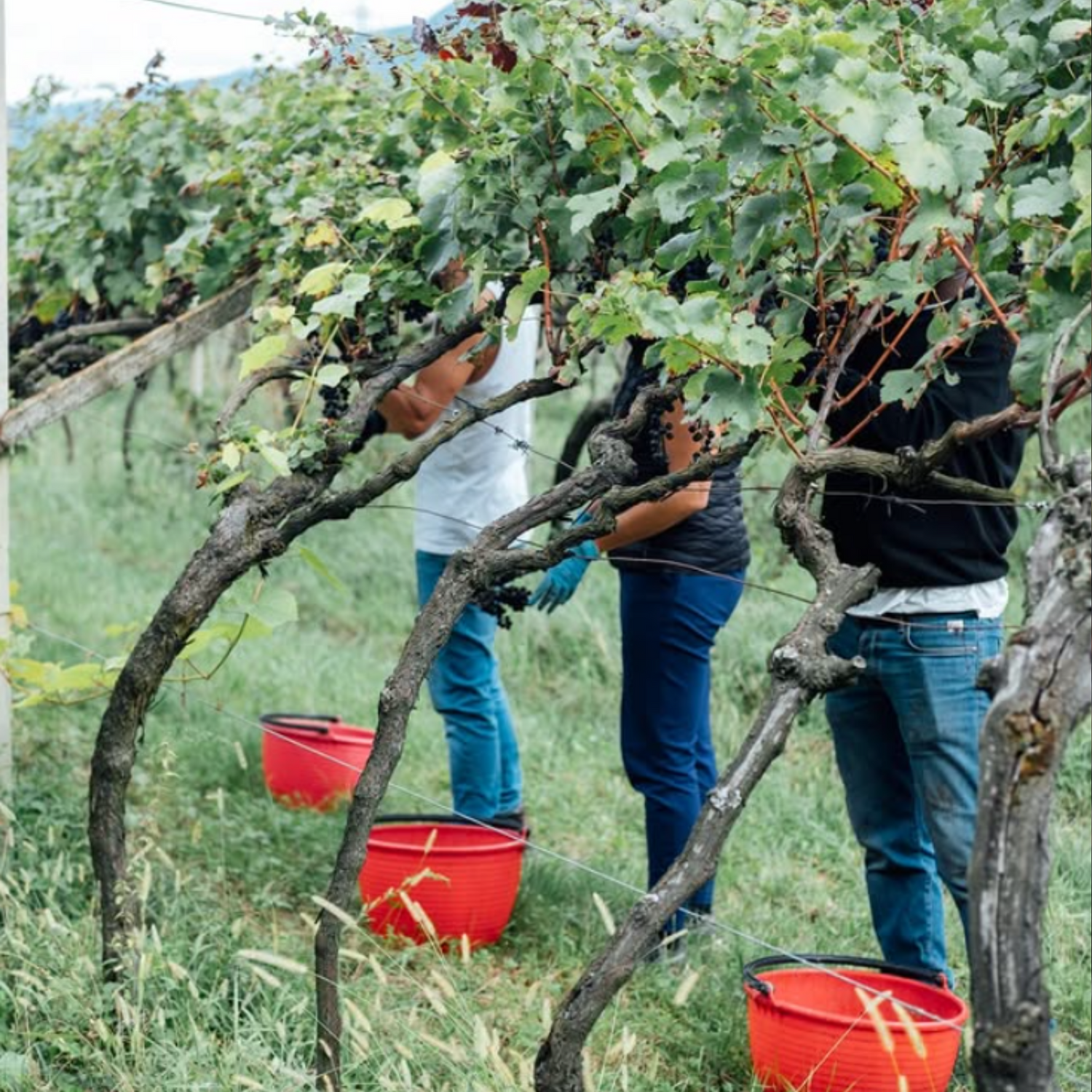Normanby Fine Wines