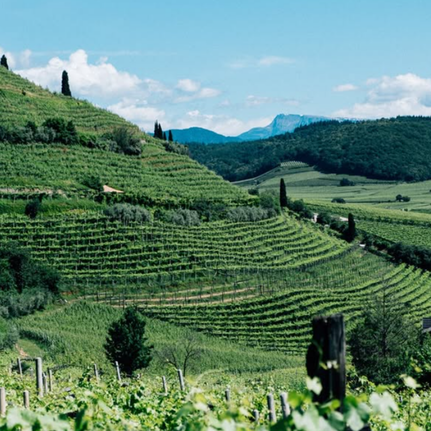Normanby Fine Wines