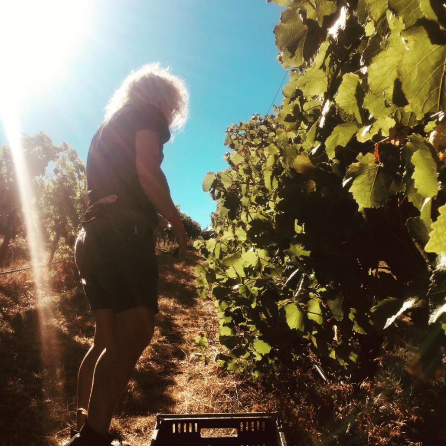 Normanby Fine Wines