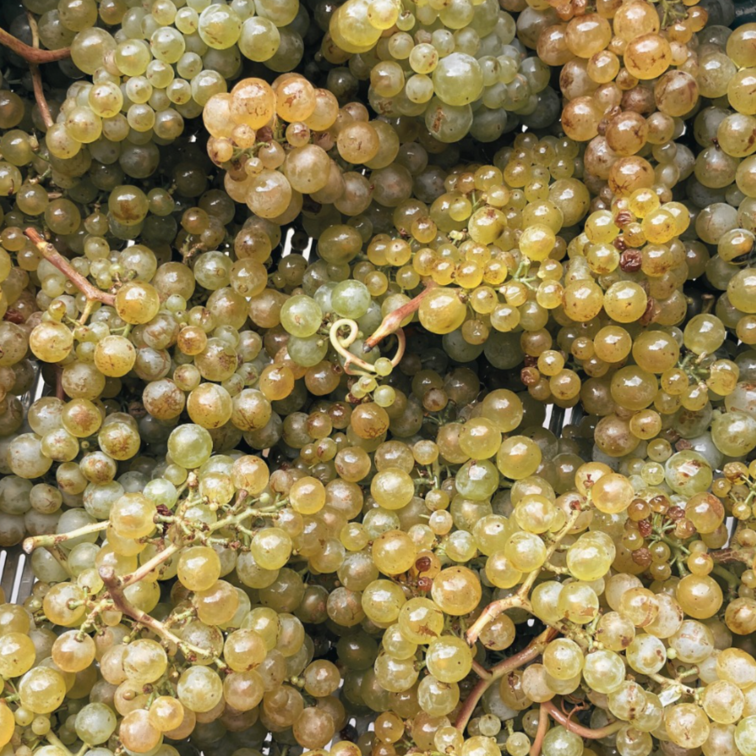 Normanby Fine Wines