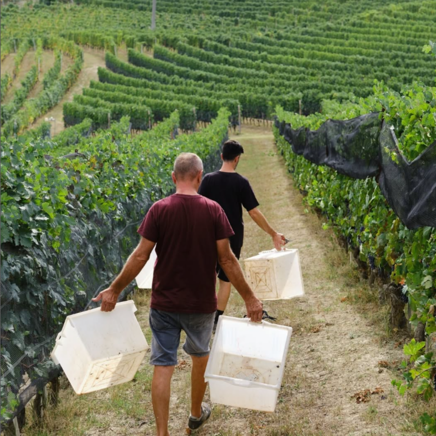 Normanby Fine Wines