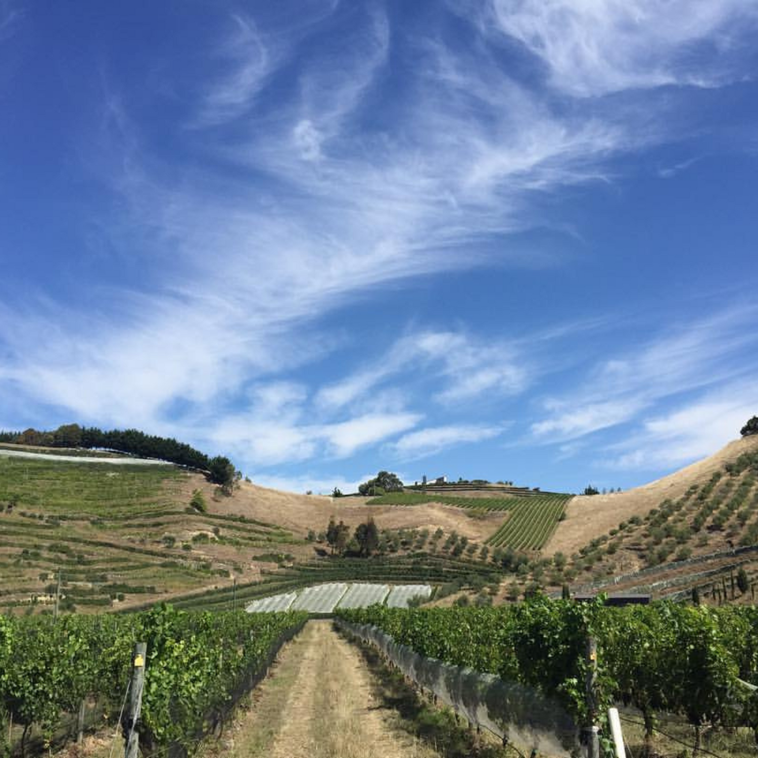 Normanby Fine Wines