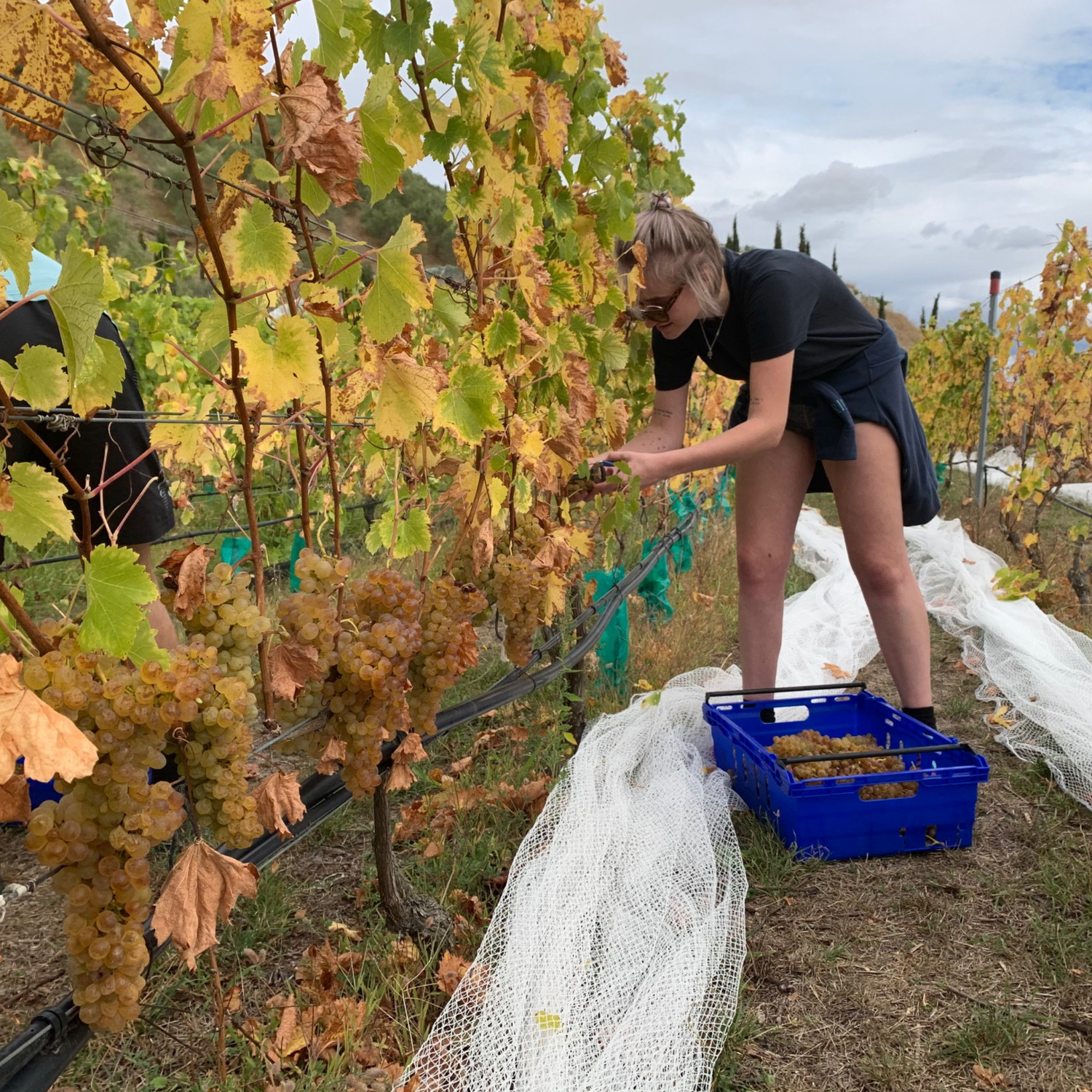 Normanby Fine Wines