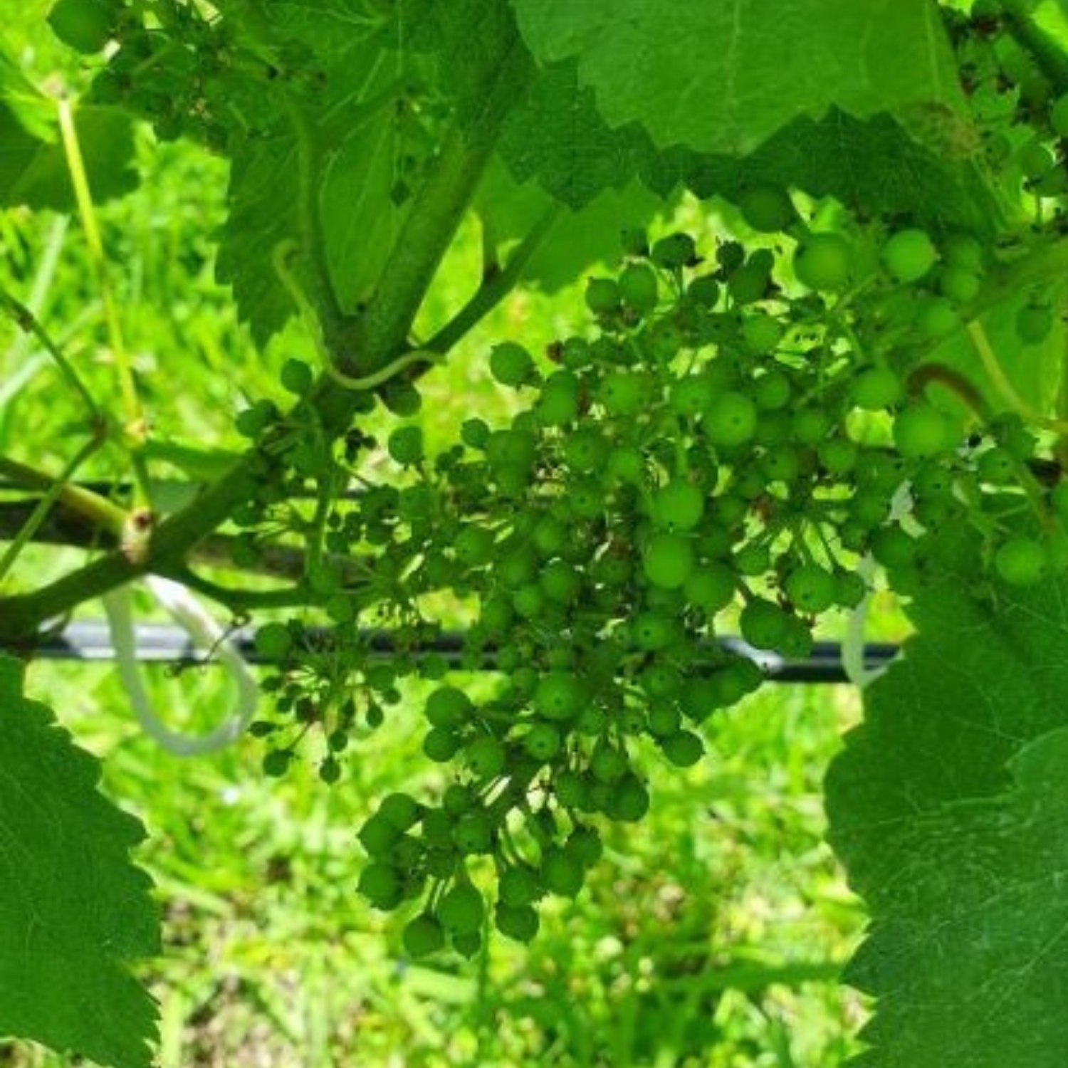 Normanby Fine Wines
