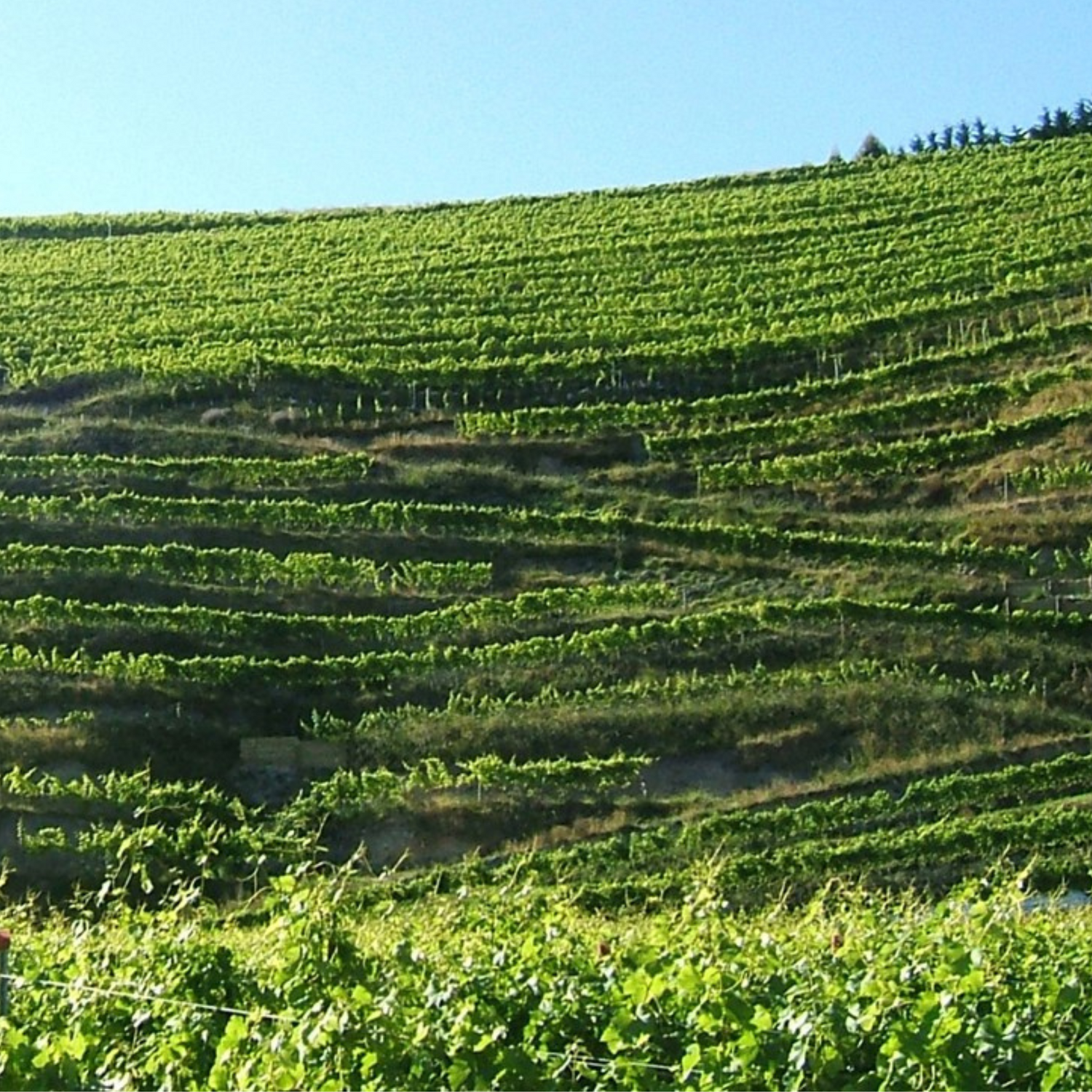 Normanby Fine Wines