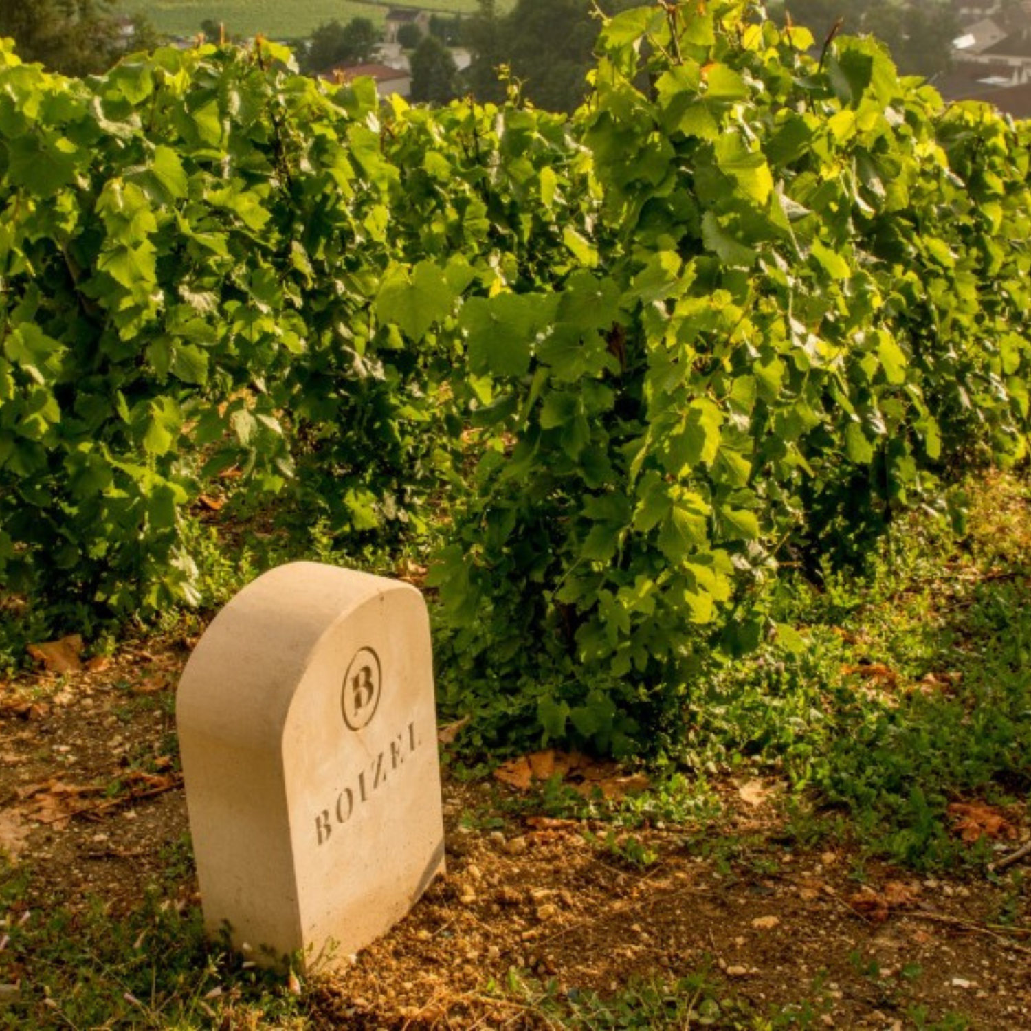 Normanby Fine Wines