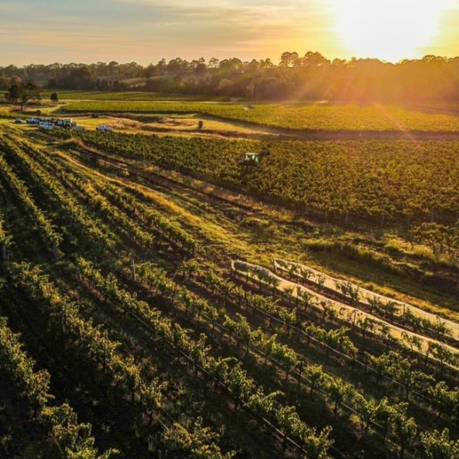 Normanby Fine Wines