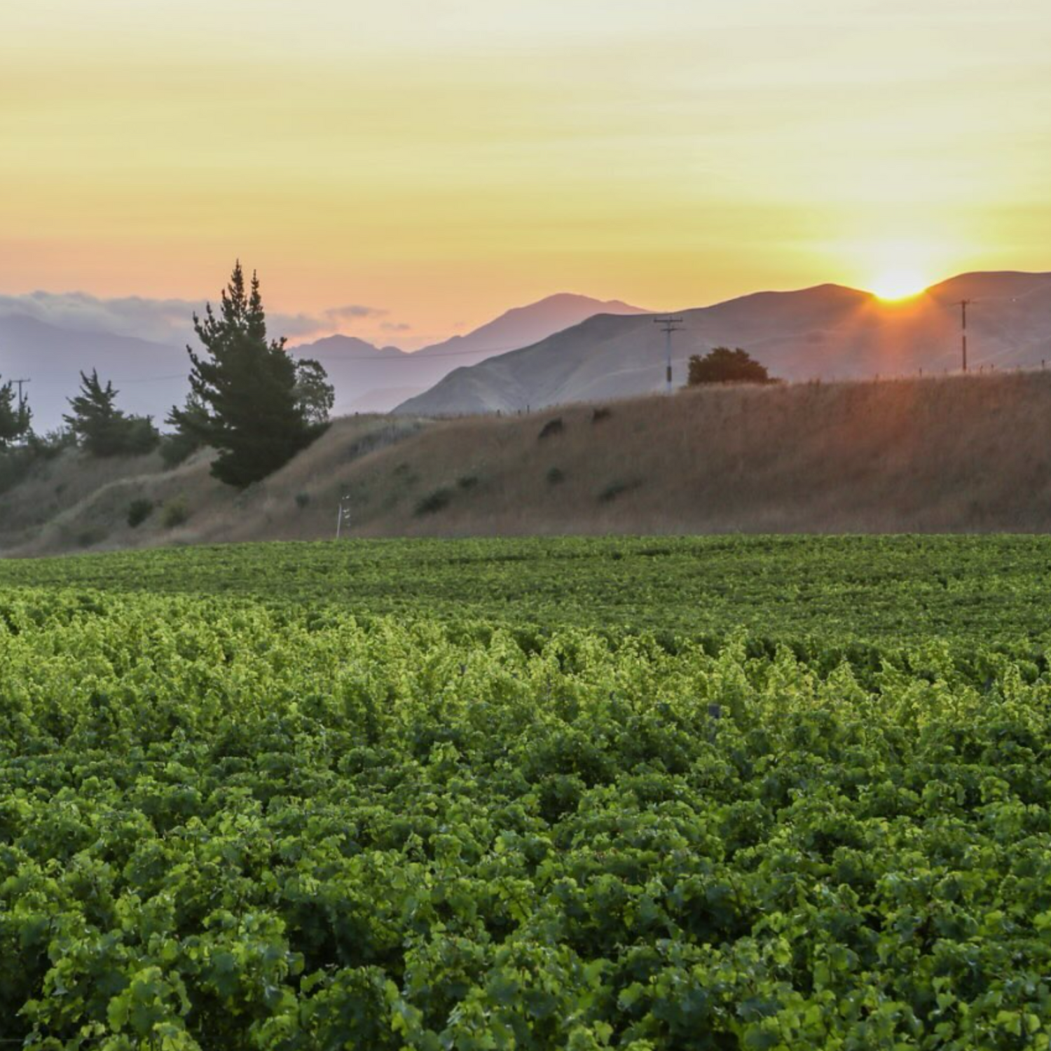 Normanby Fine Wines