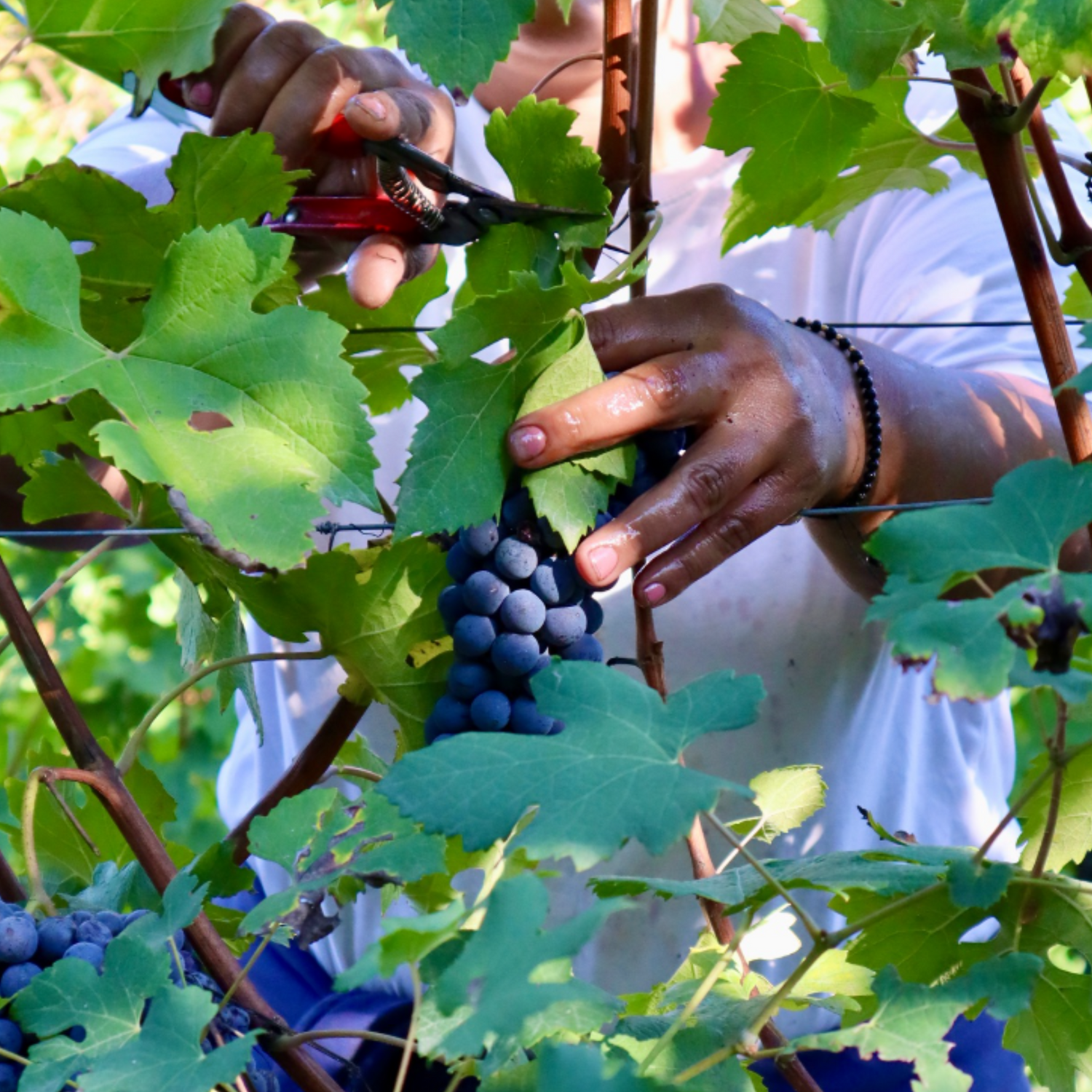 Normanby Fine Wines