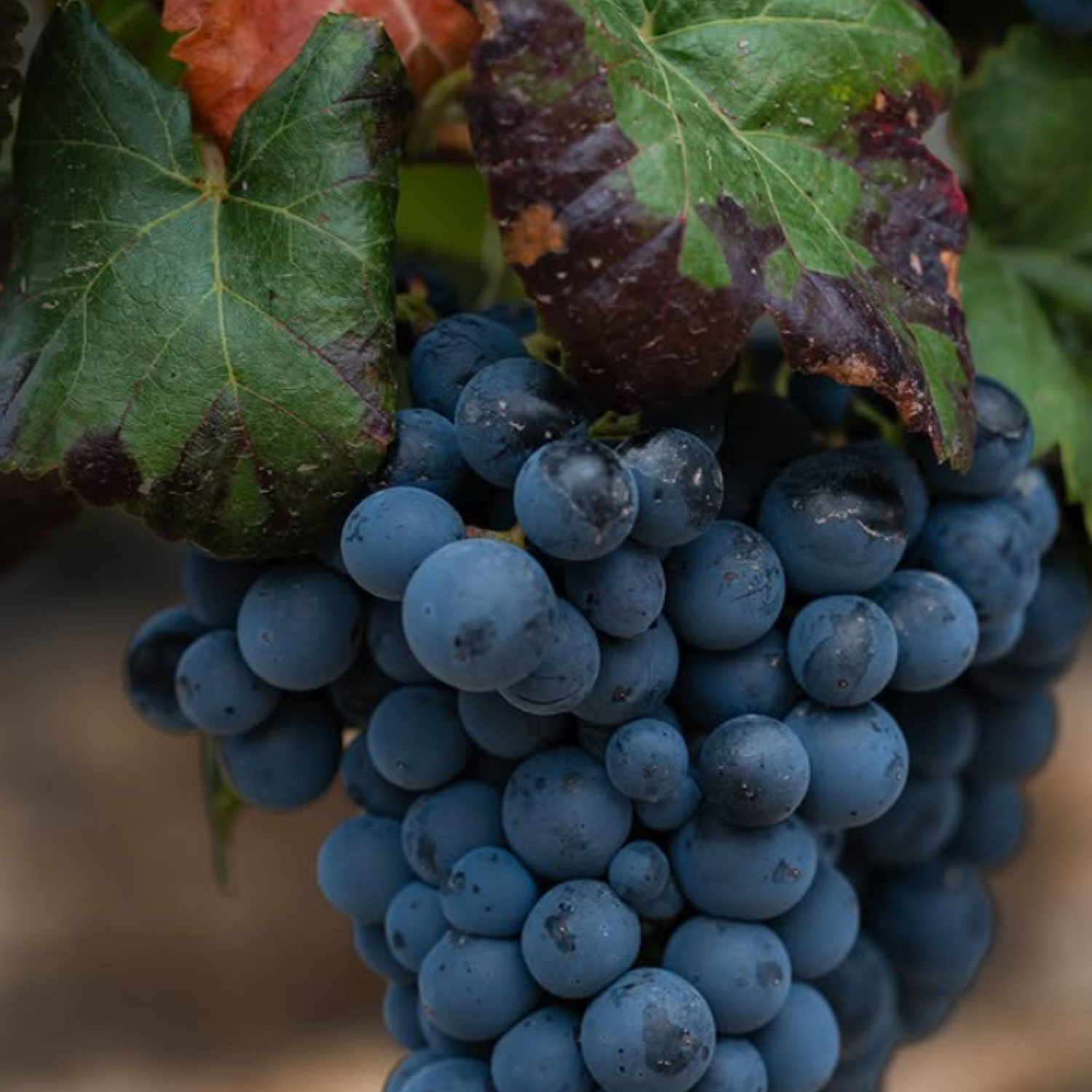 Normanby Fine Wines