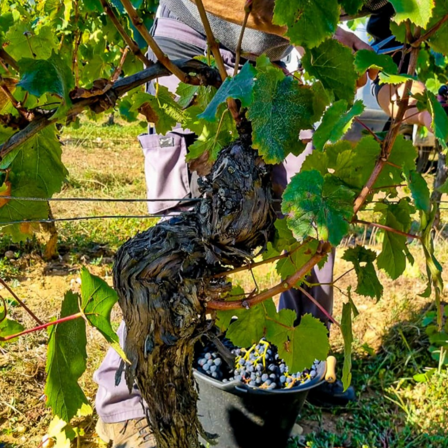 Normanby Fine Wines