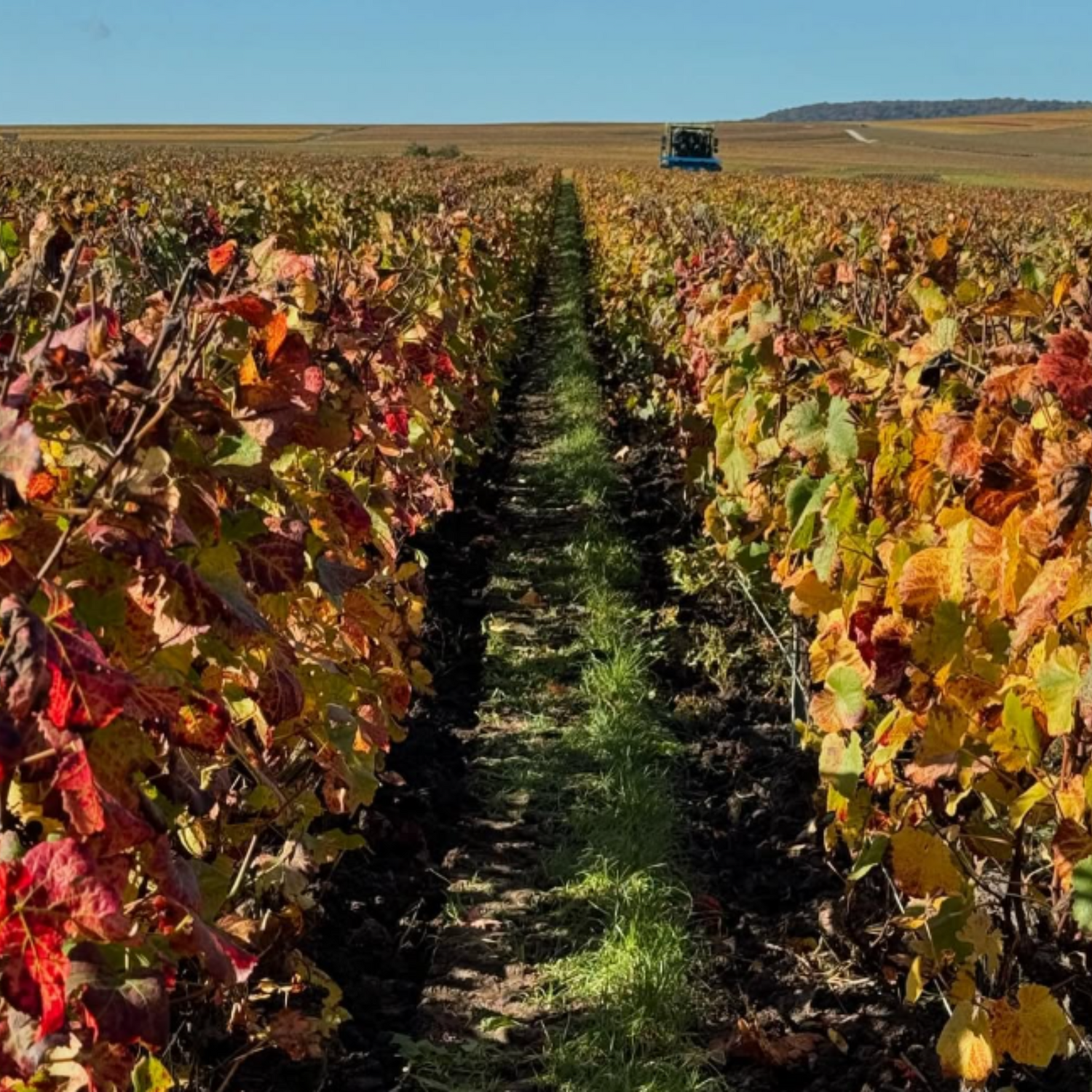 Normanby Fine Wines
