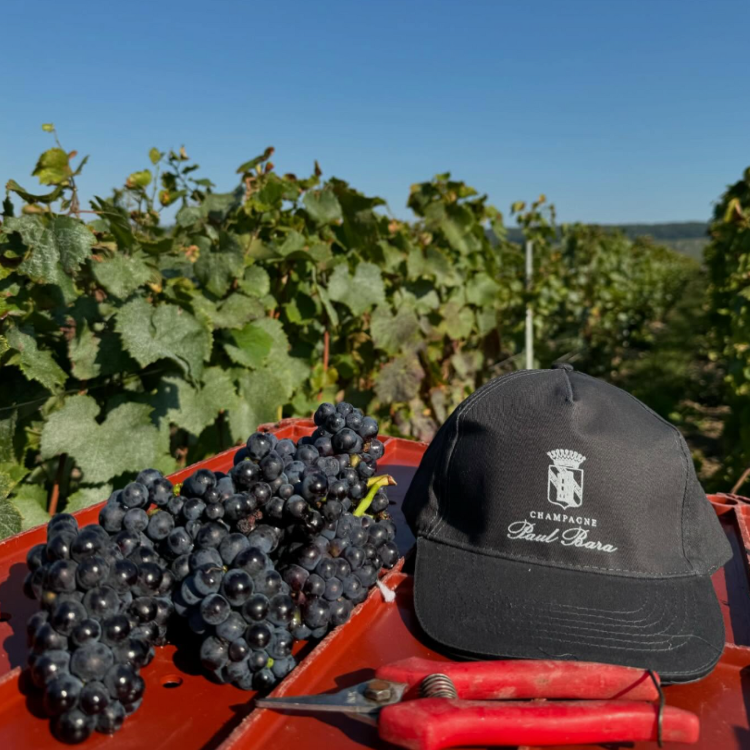 Normanby Fine Wines
