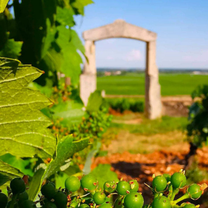 Normanby Fine Wines