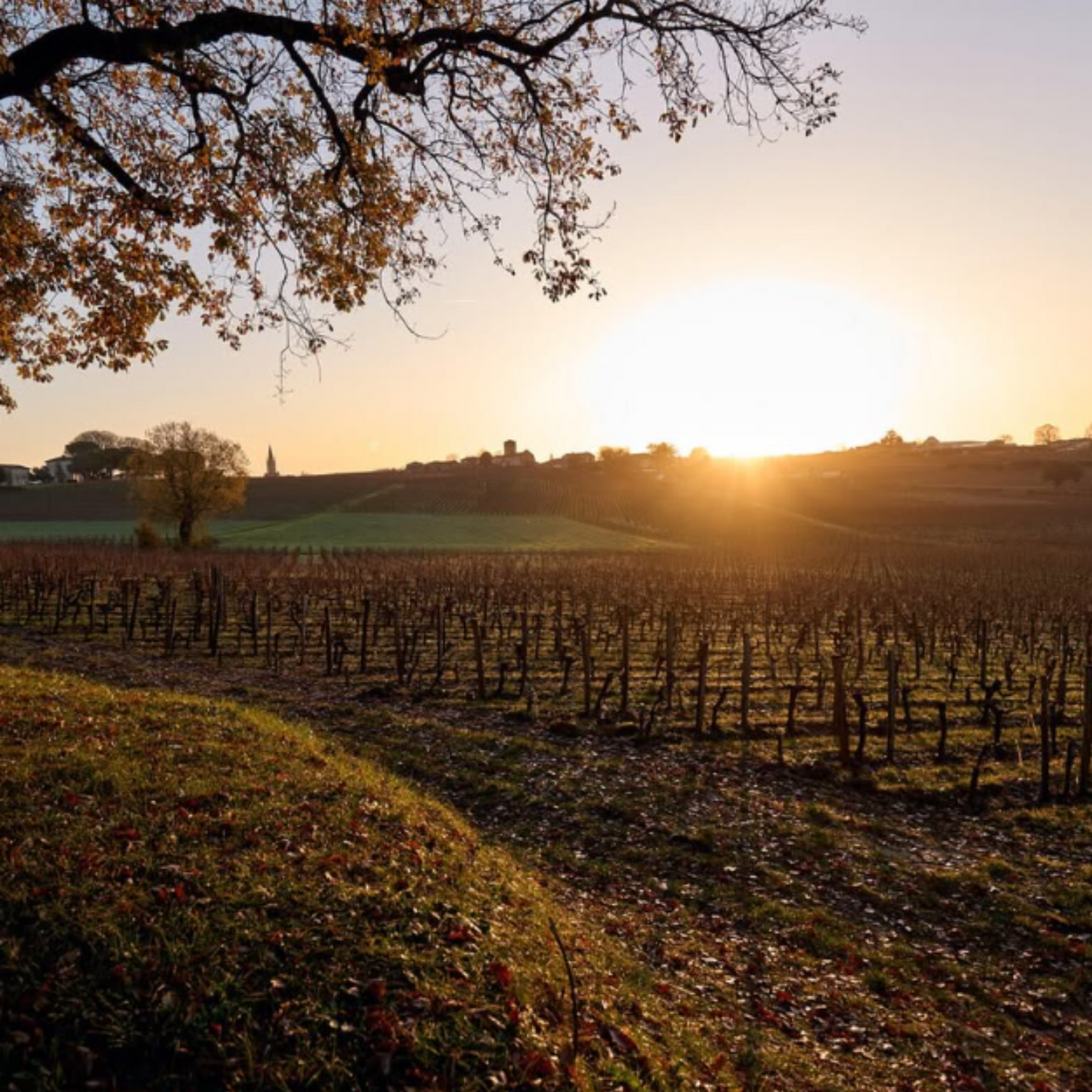 Normanby Fine Wines