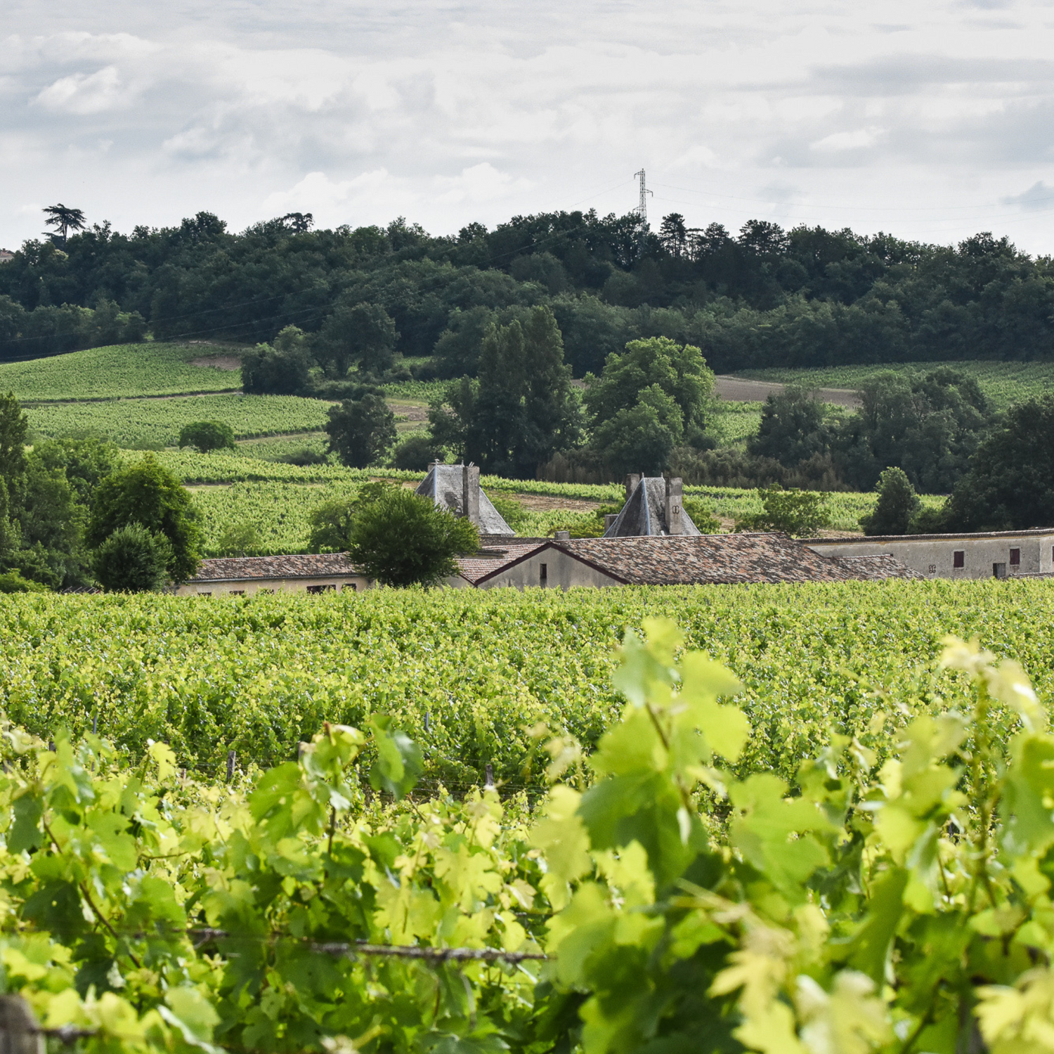 Normanby Fine Wines