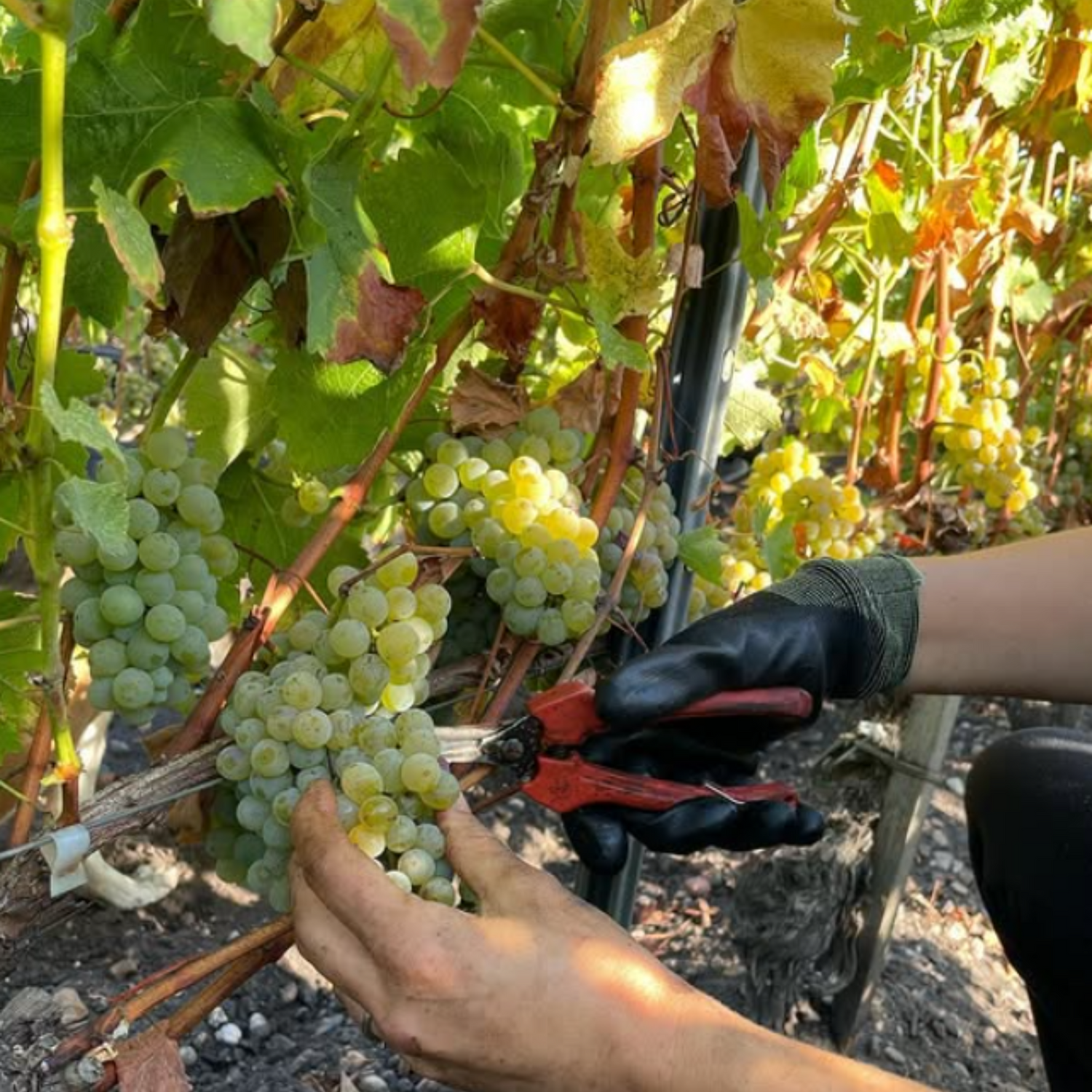 Normanby Fine Wines