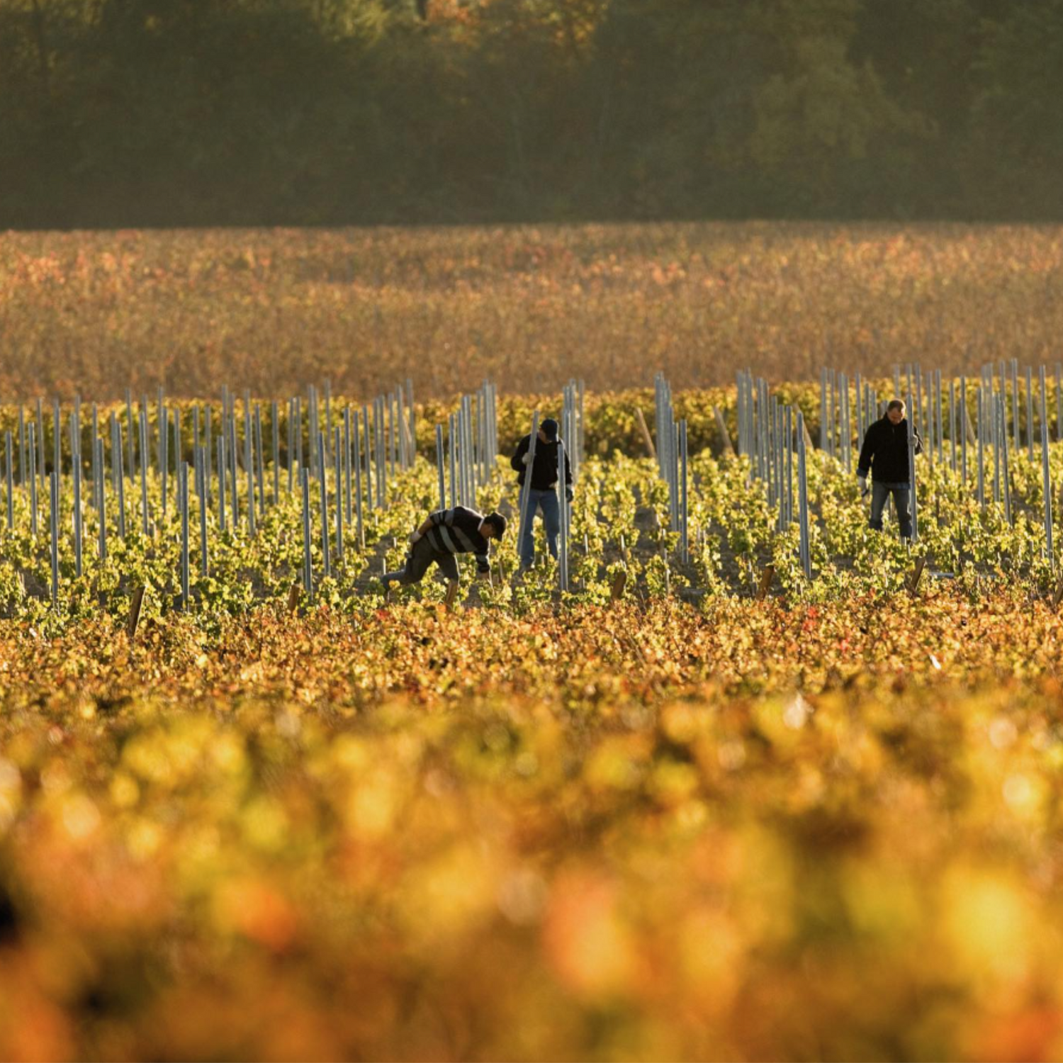 Normanby Fine Wines
