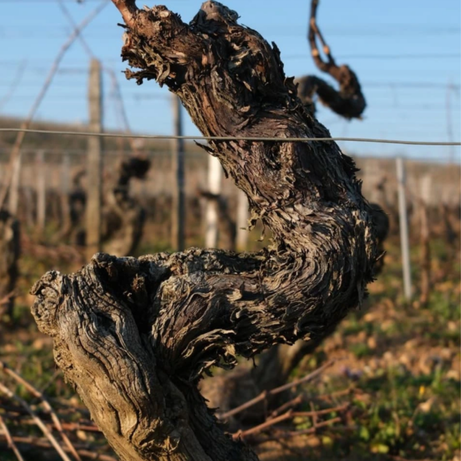 Normanby Fine Wines