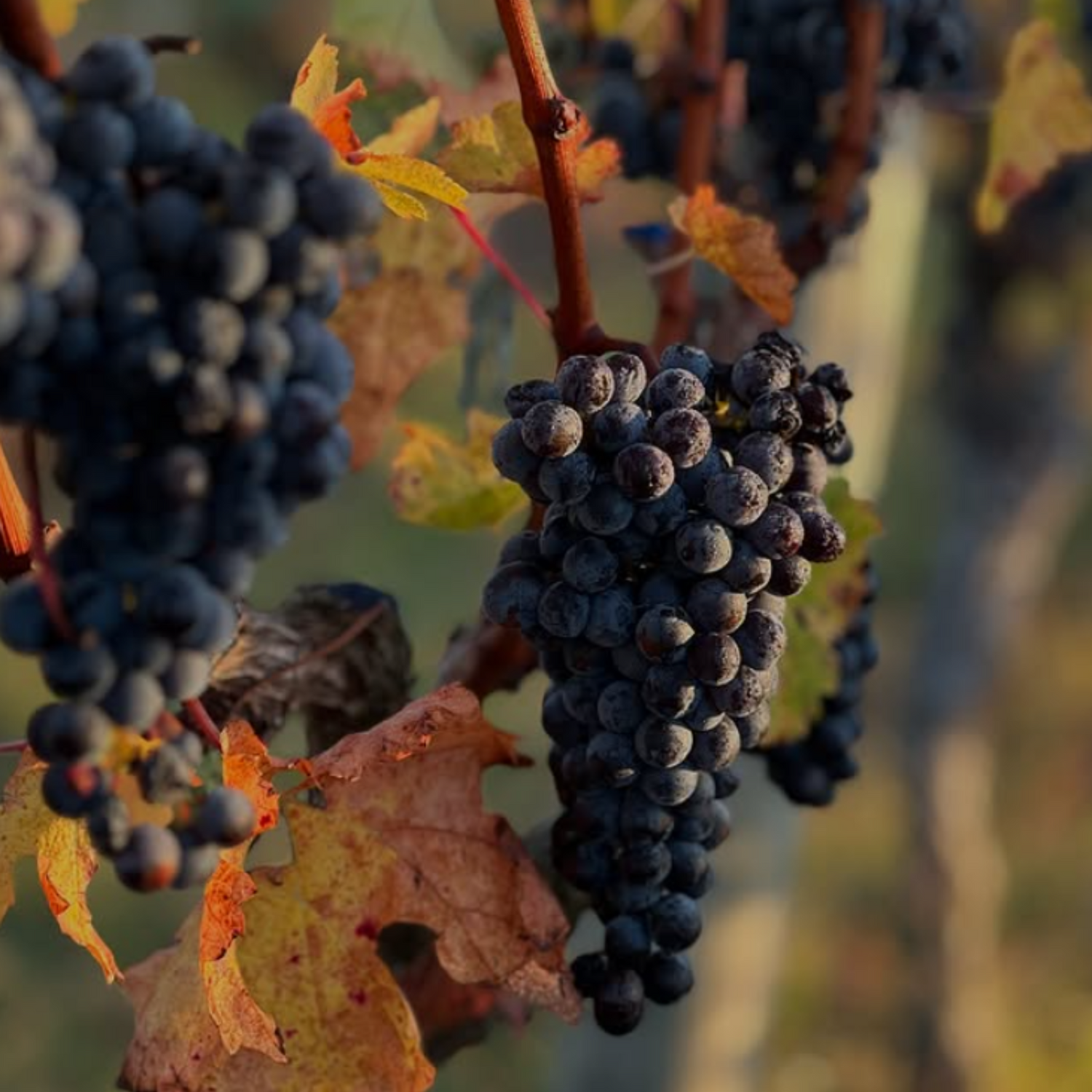 Normanby Fine Wines
