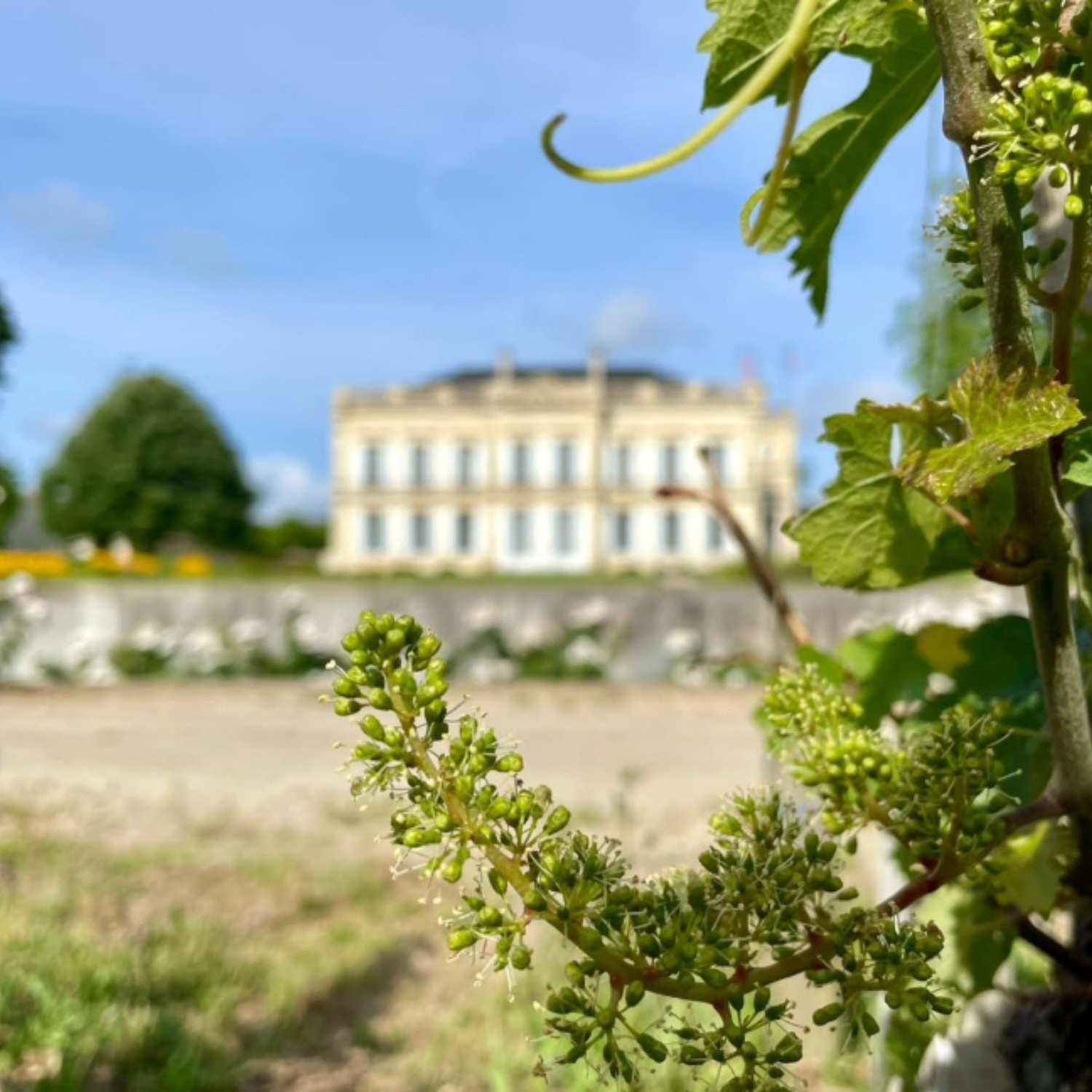 Normanby Fine Wines