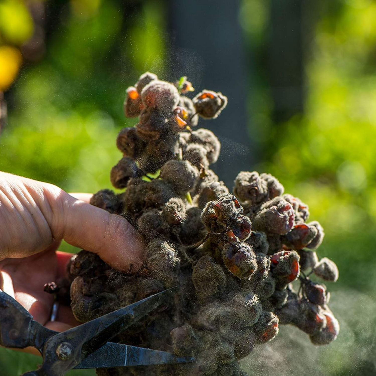 Normanby Fine Wines