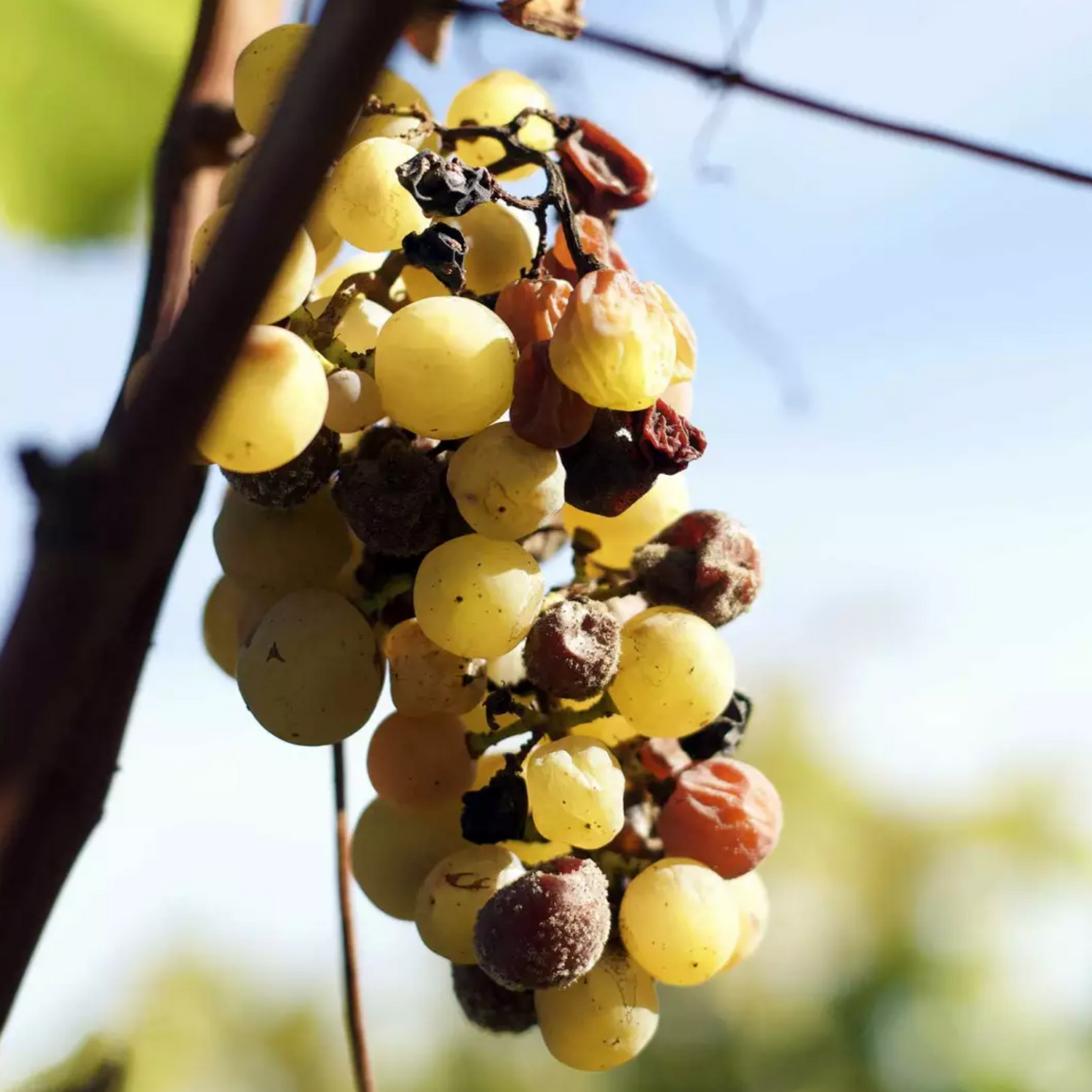 Normanby Fine Wines