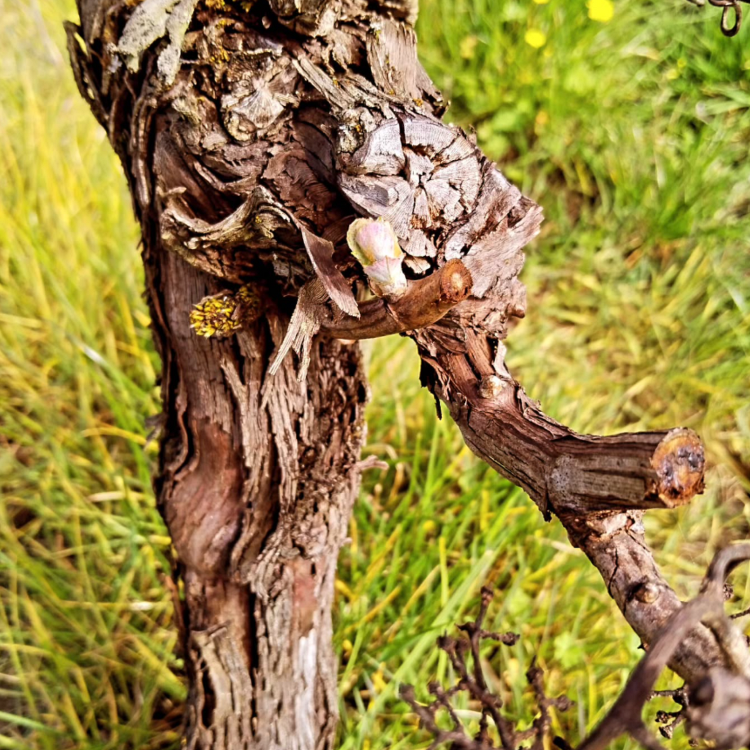 Normanby Fine Wines