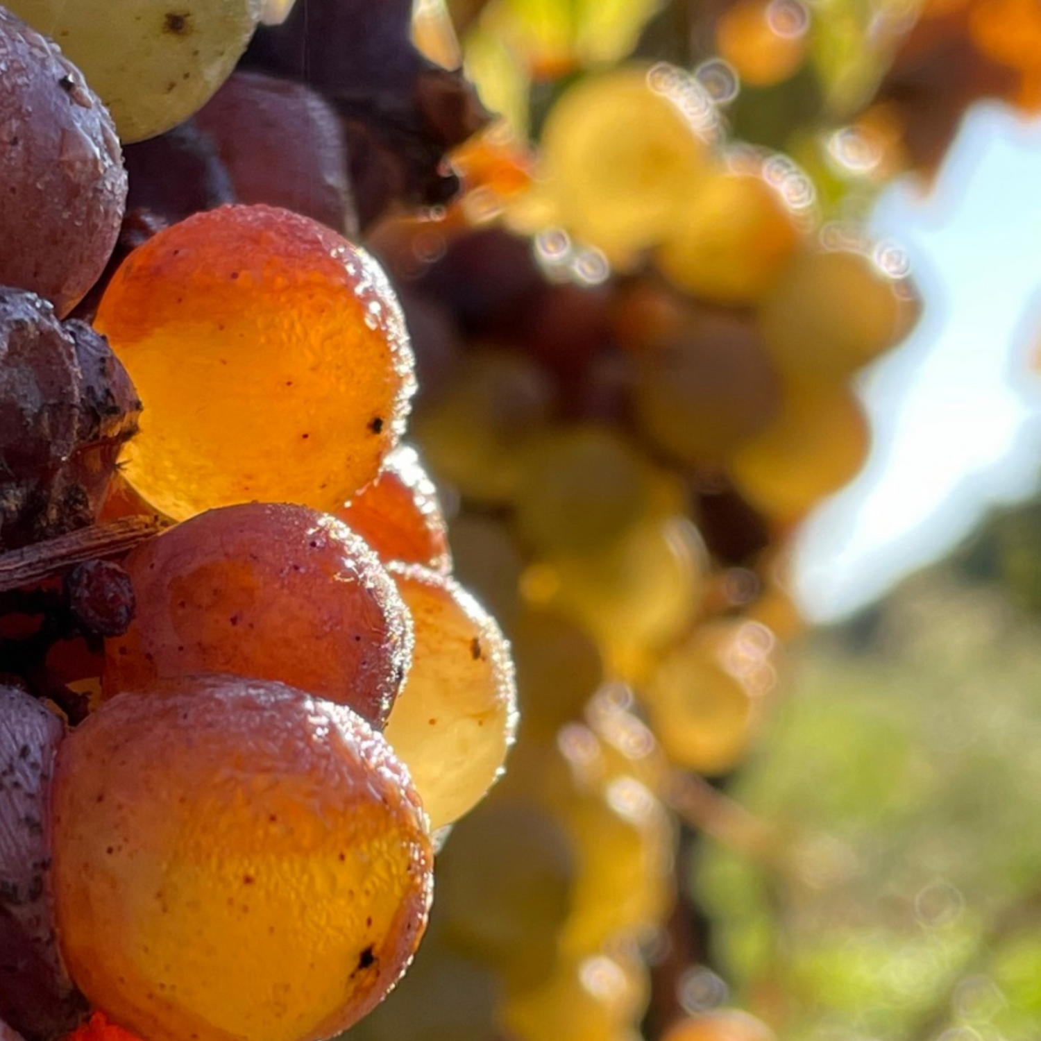 Normanby Fine Wines