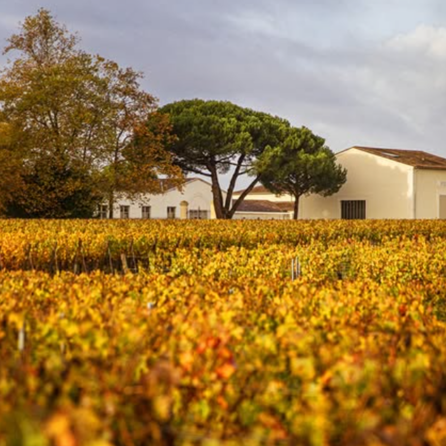 Normanby Fine Wines
