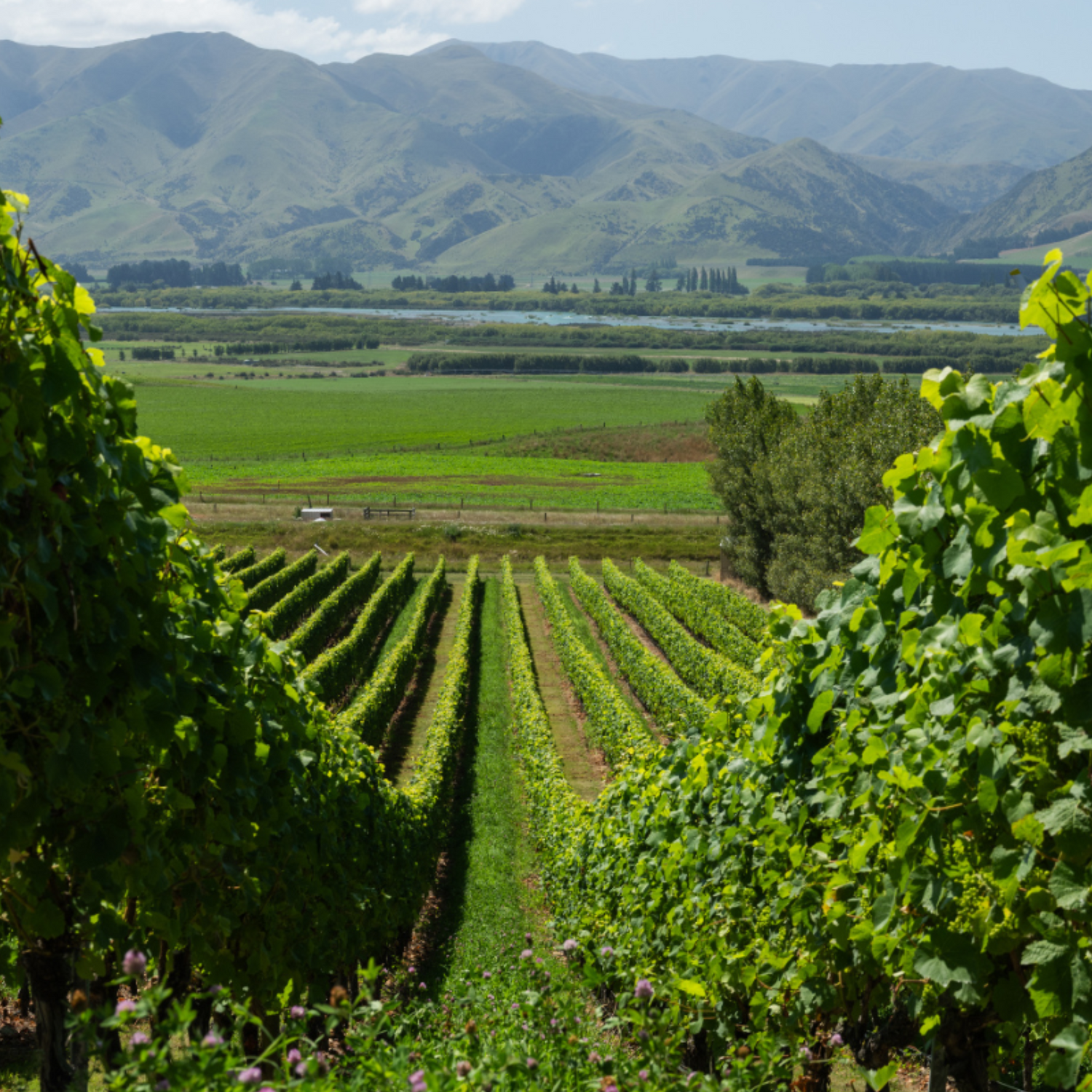 Normanby Fine Wines