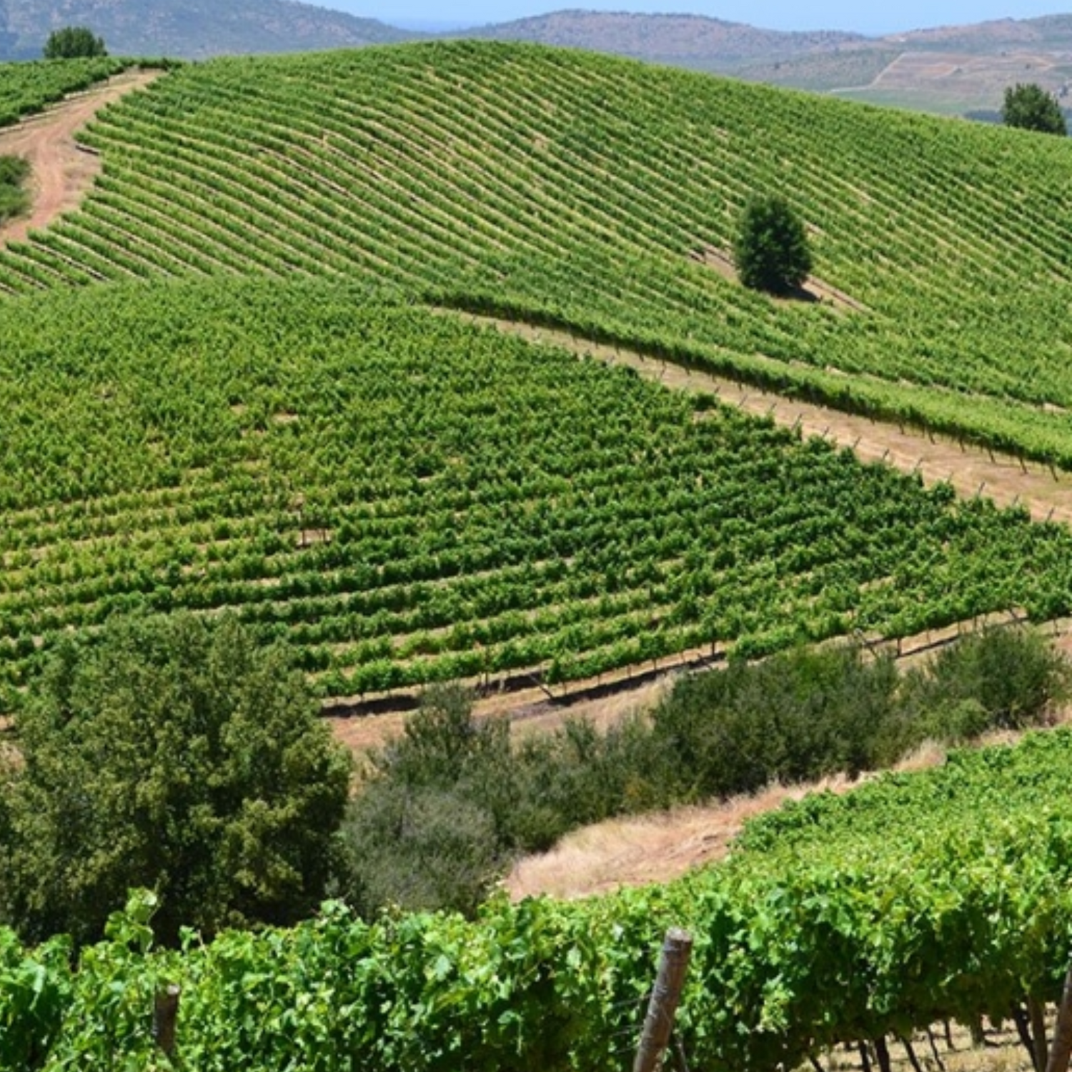 Normanby Fine Wines