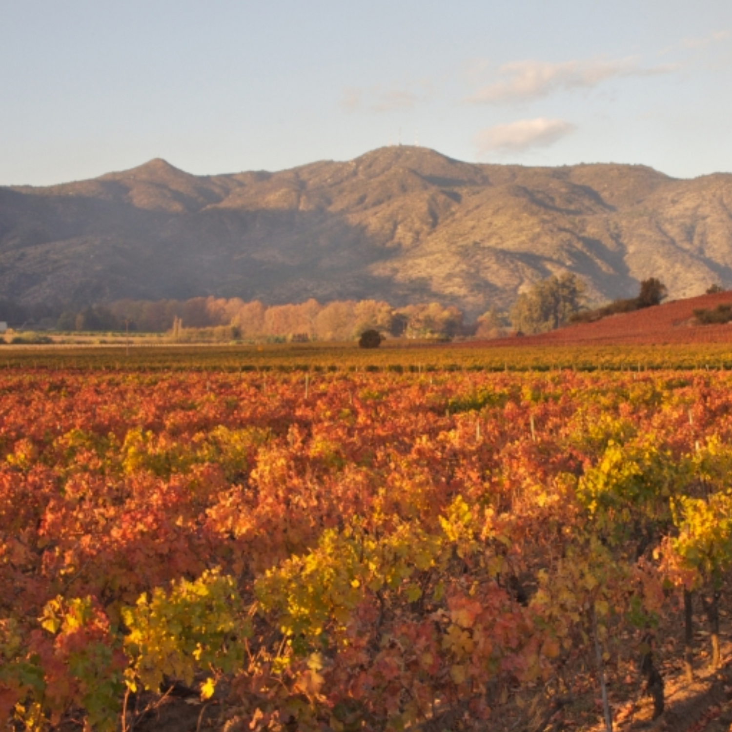 Normanby Fine Wines