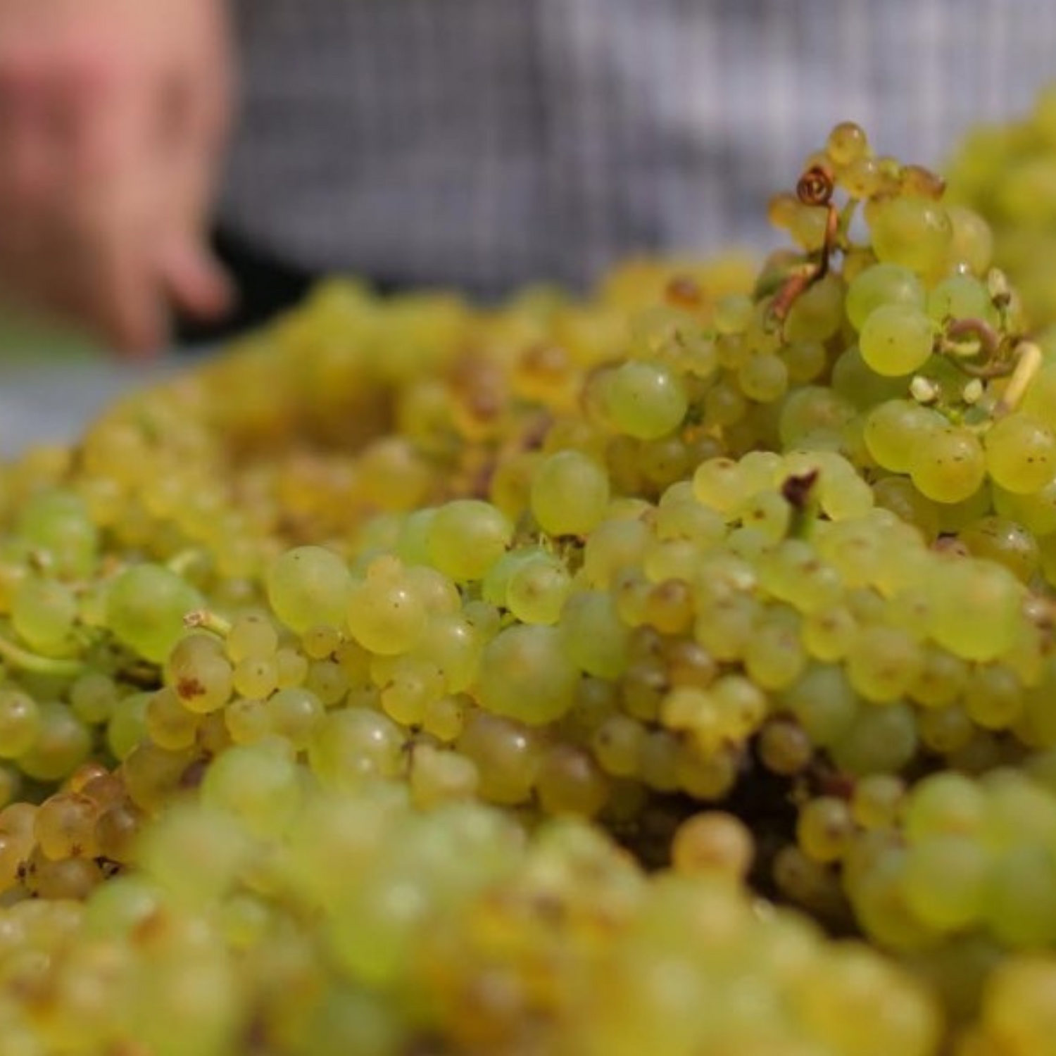 Normanby Fine Wines