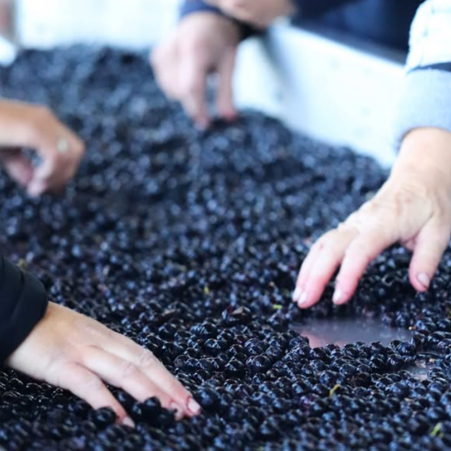 Normanby Fine Wines