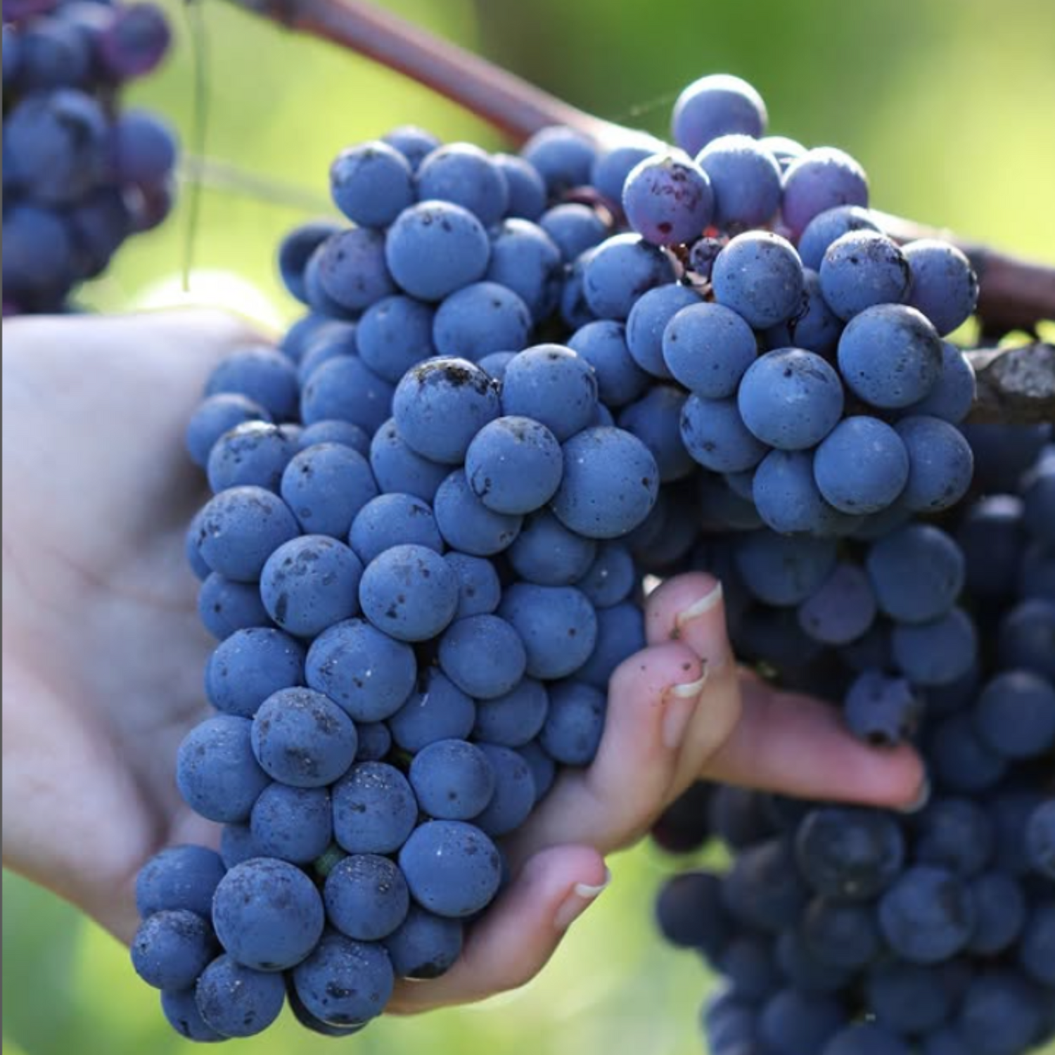 Normanby Fine Wines