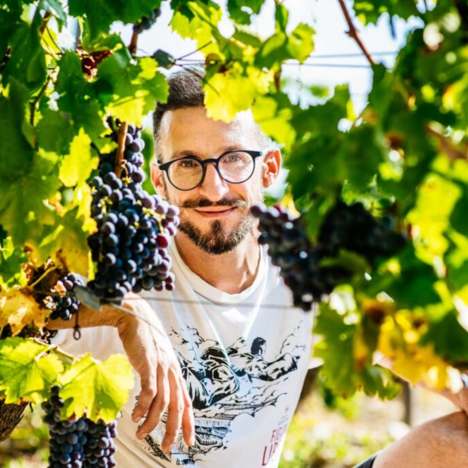 Normanby Fine Wines