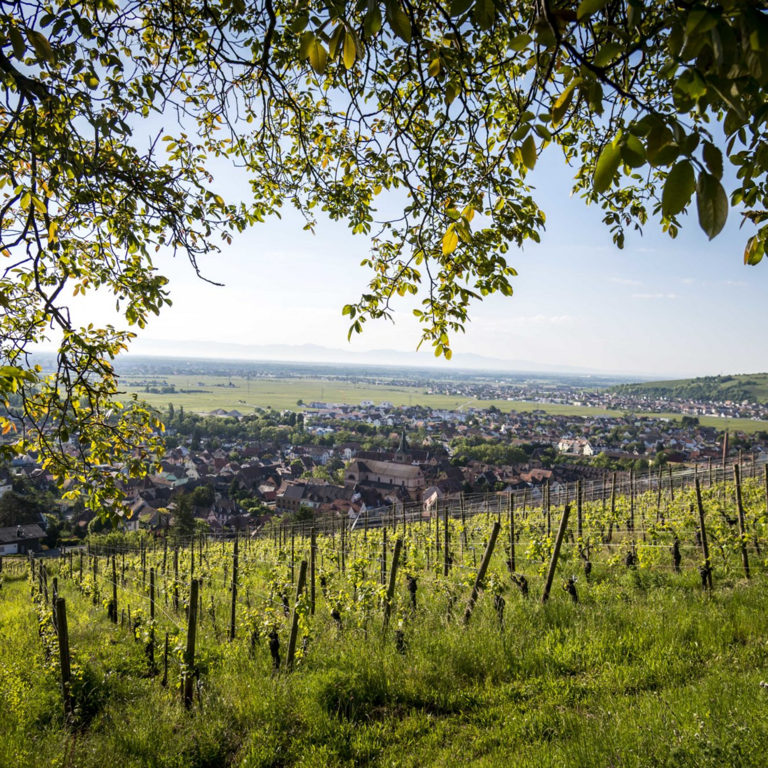 Normanby Fine Wines