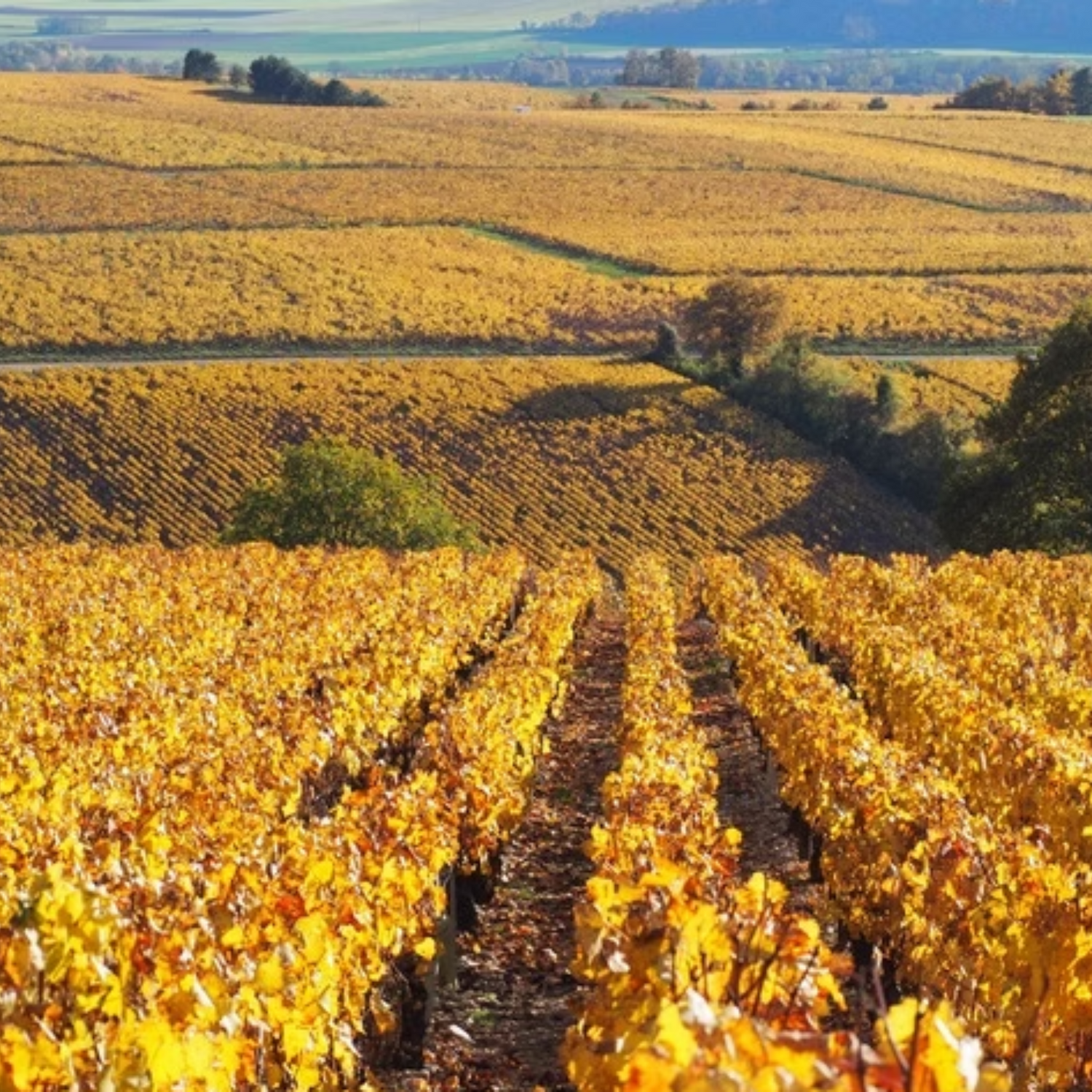 Normanby Fine Wines