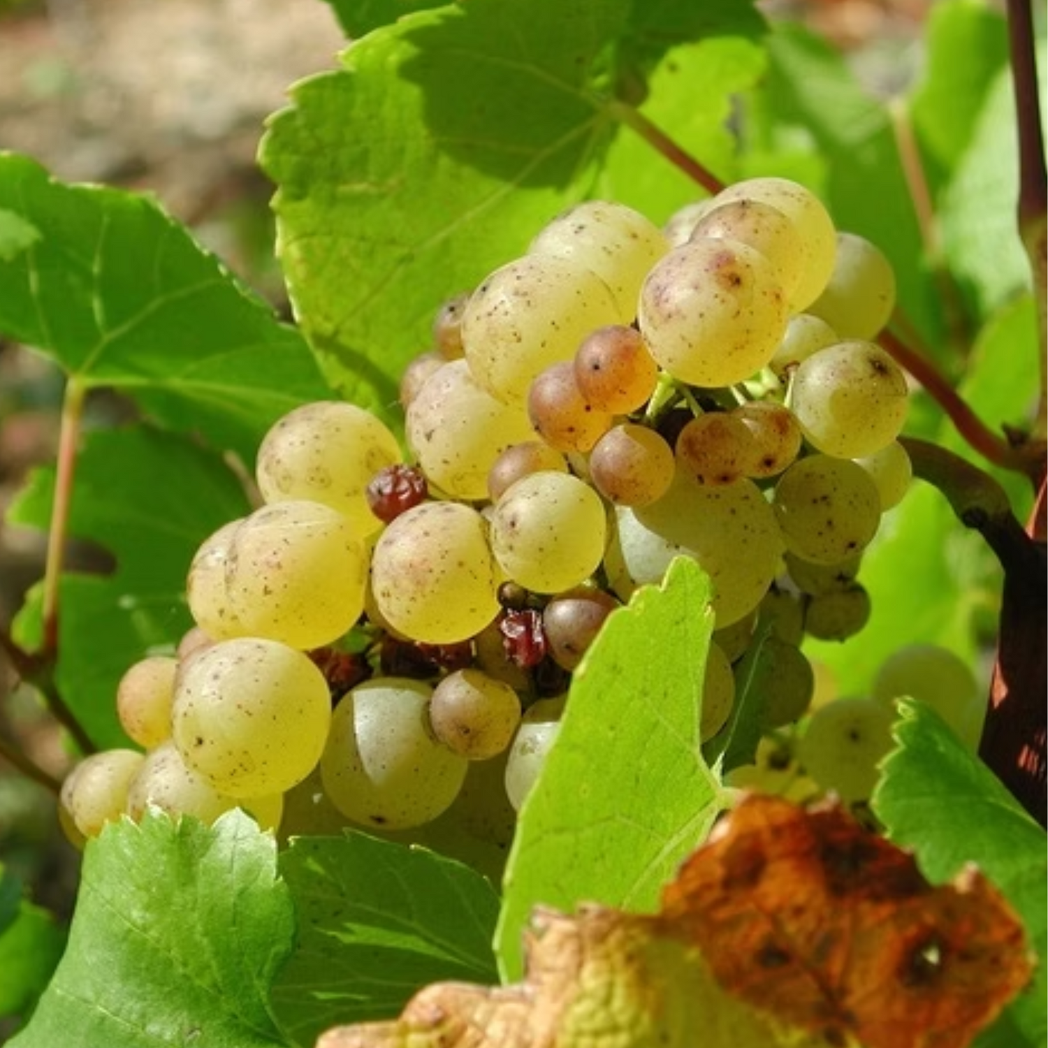 Normanby Fine Wines