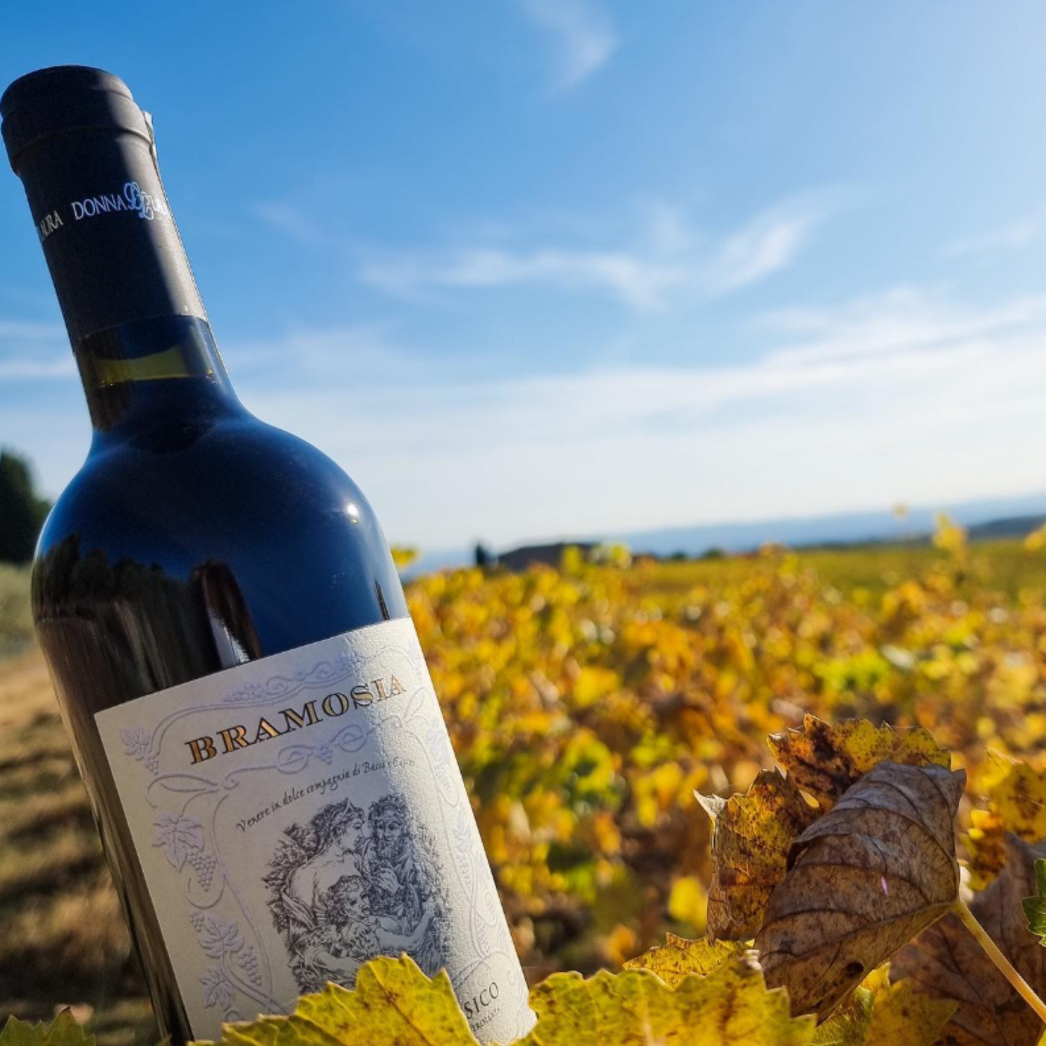 Normanby Fine Wines