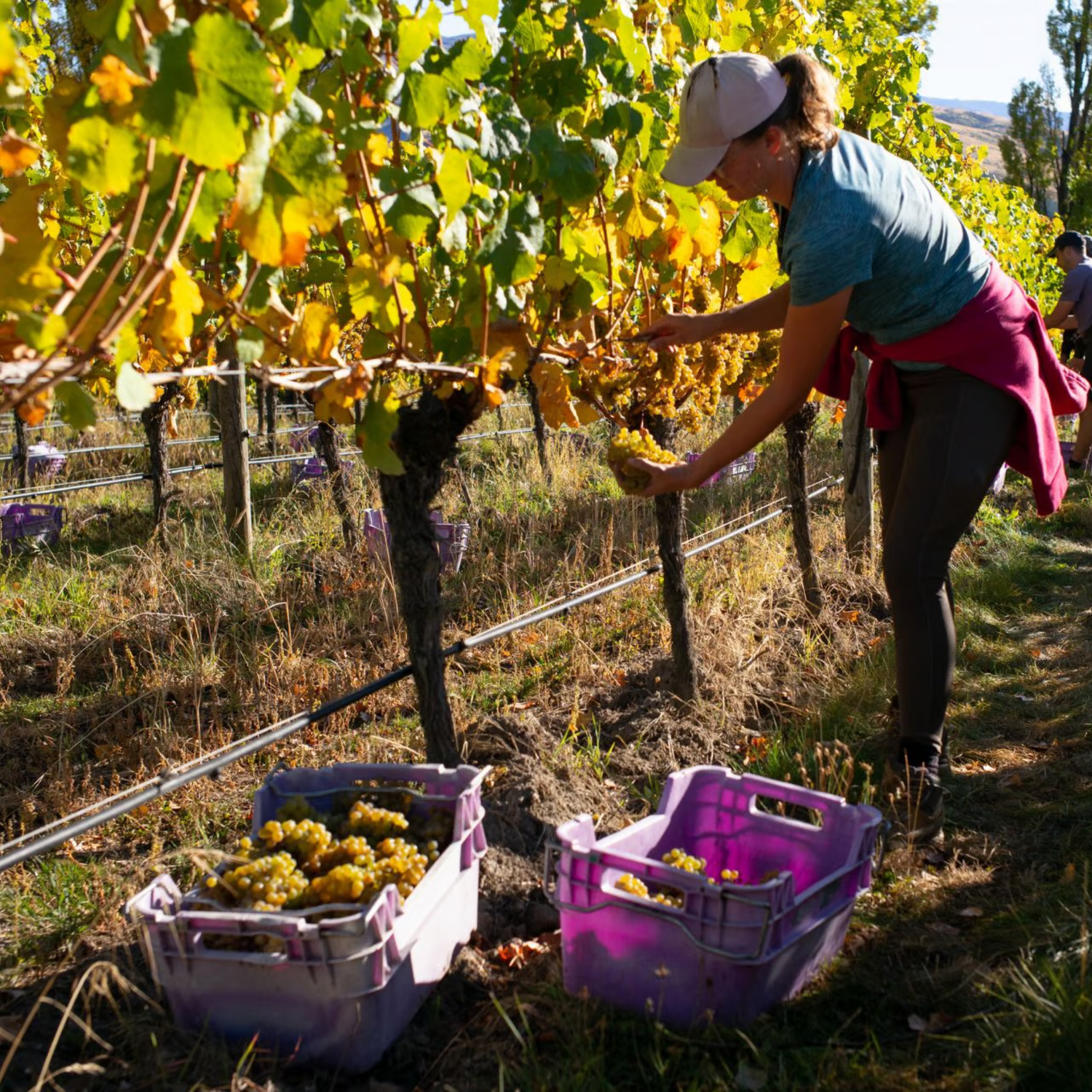 Normanby Fine Wines