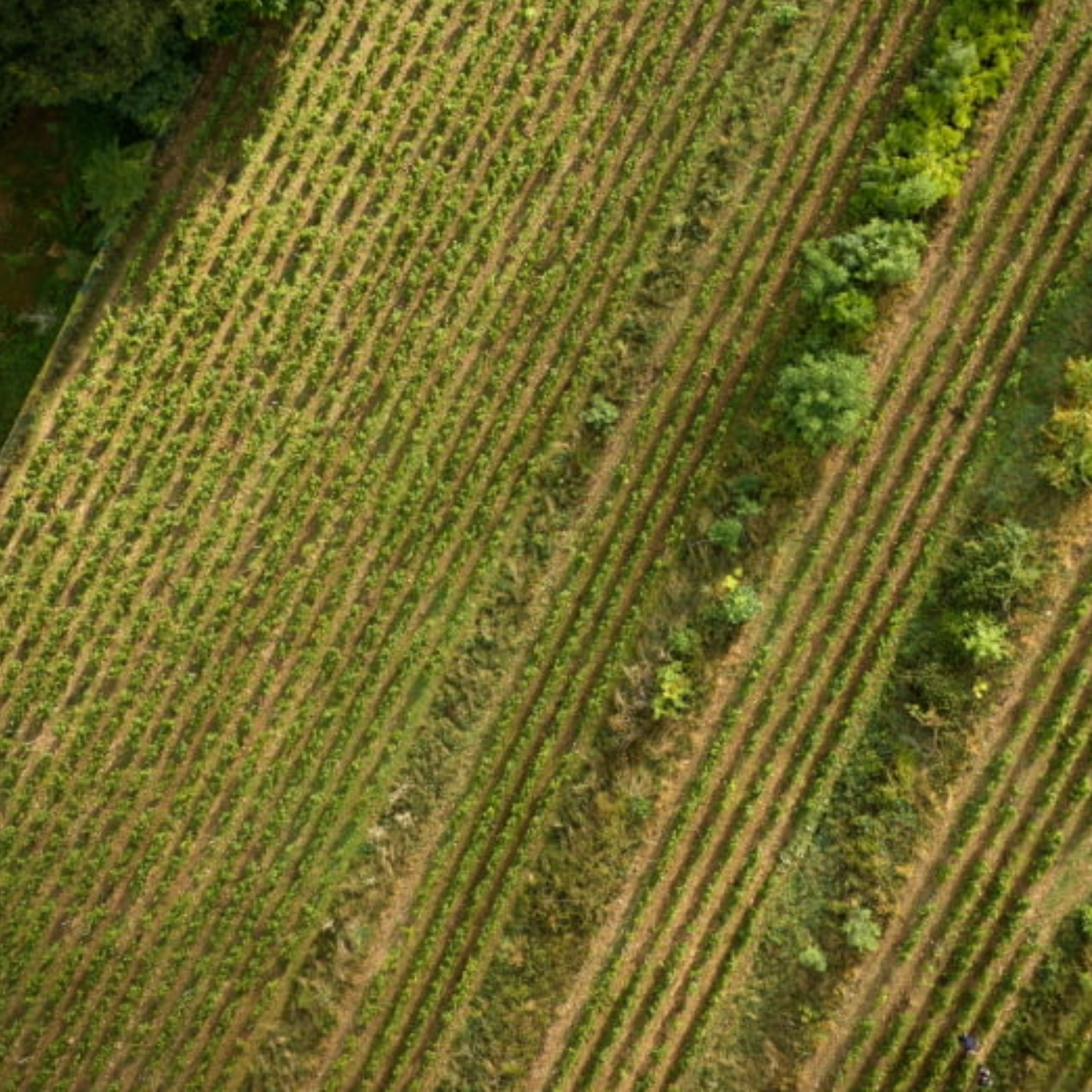 Normanby Fine Wines