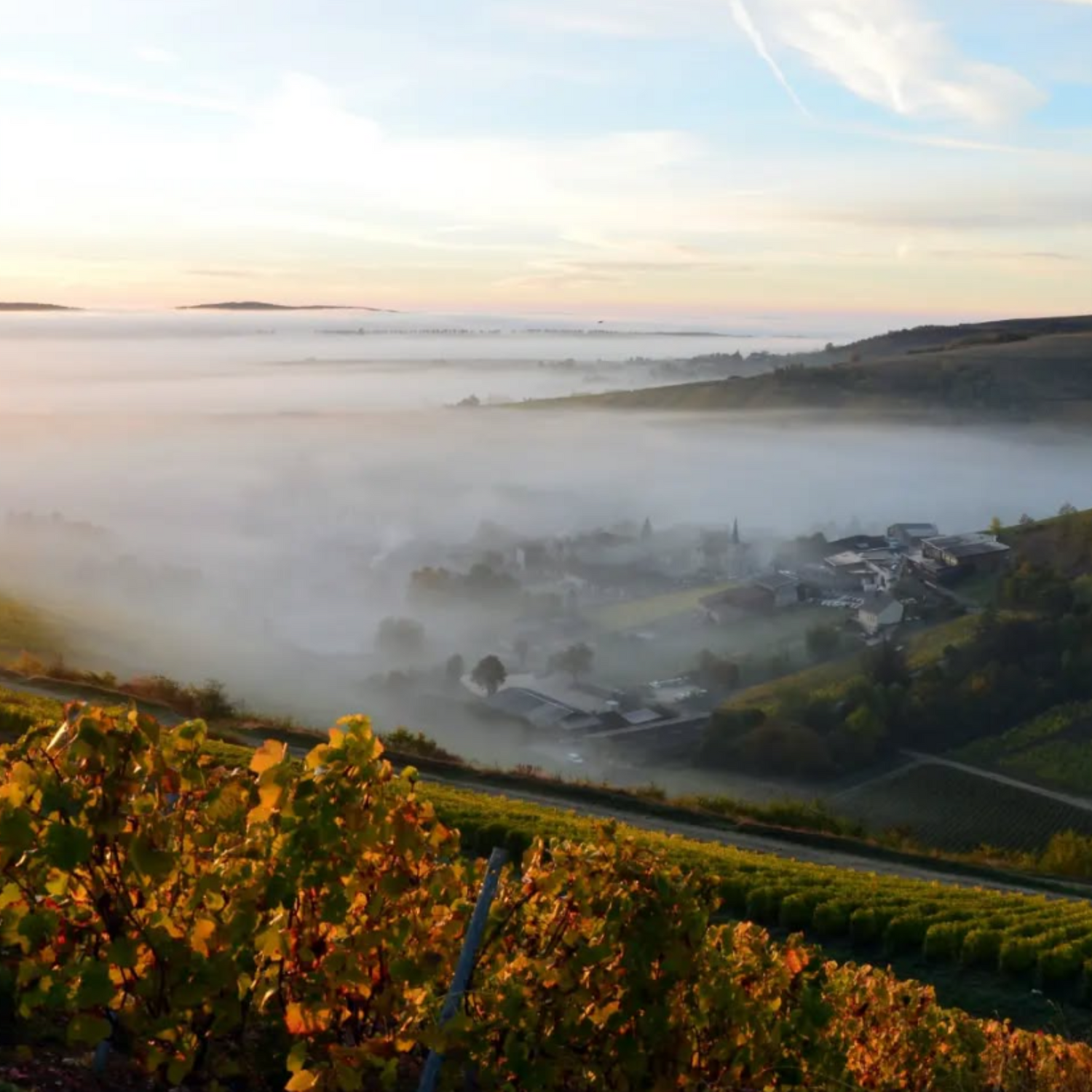 Normanby Fine Wines