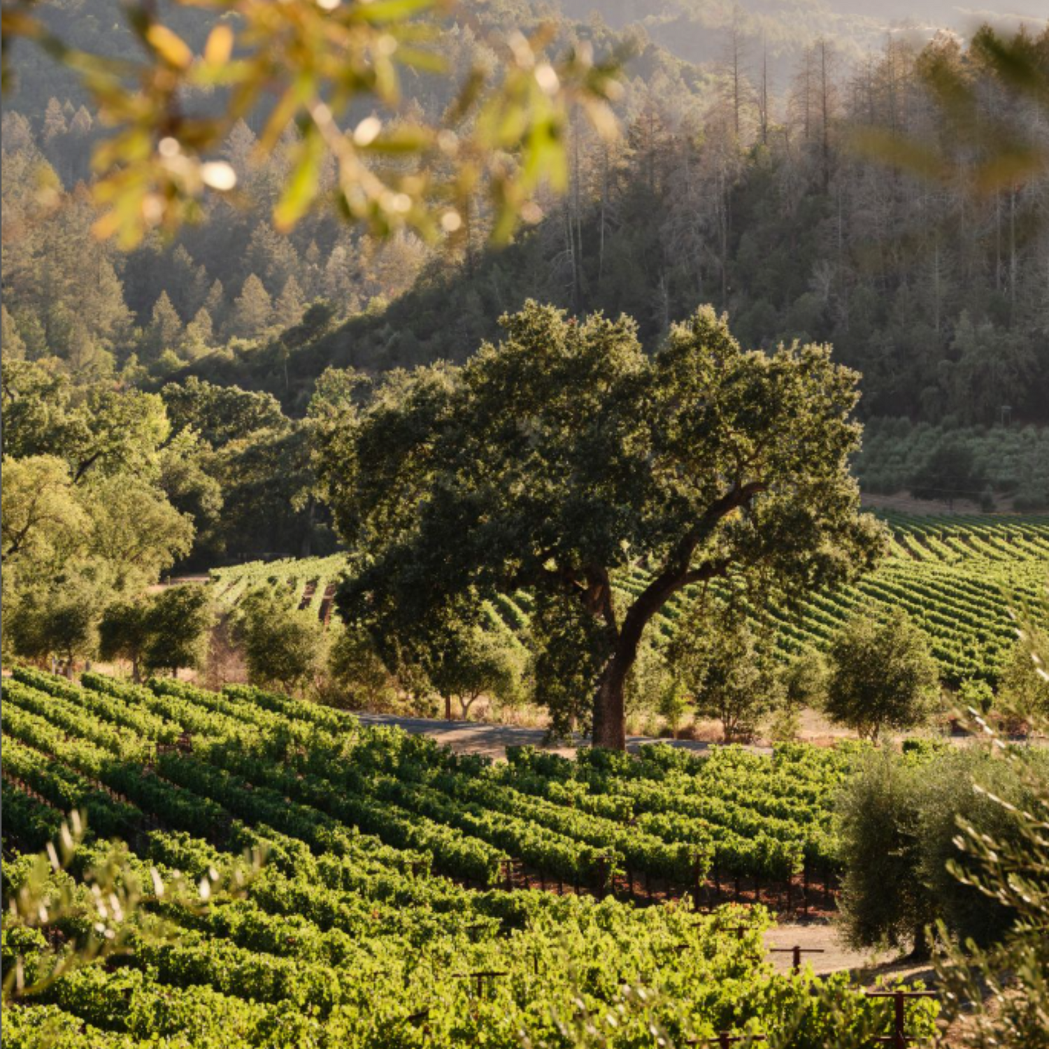 Normanby Fine Wines