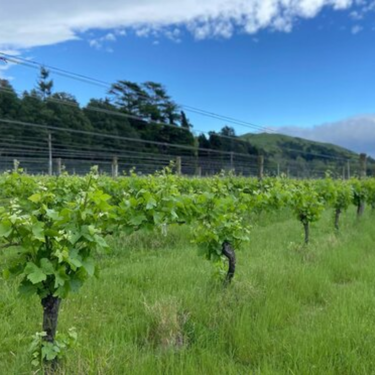 Normanby Fine Wines