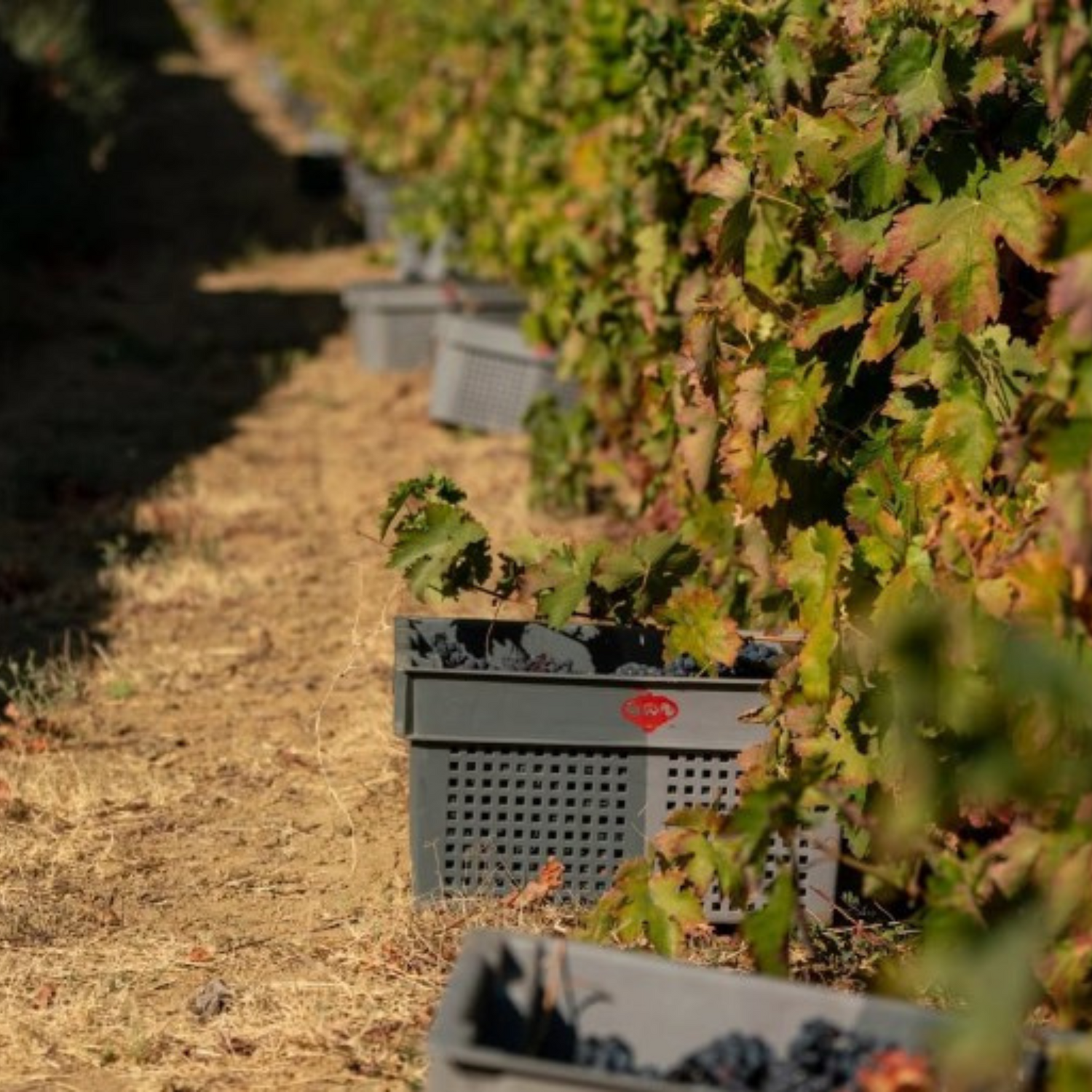 Normanby Fine Wines