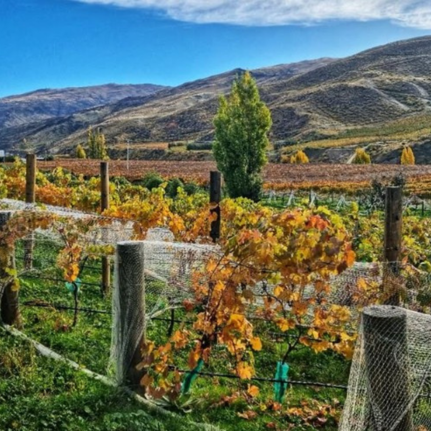 Normanby Fine Wines