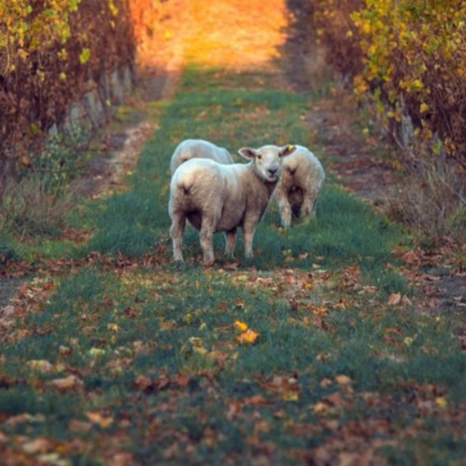 Normanby Fine Wines